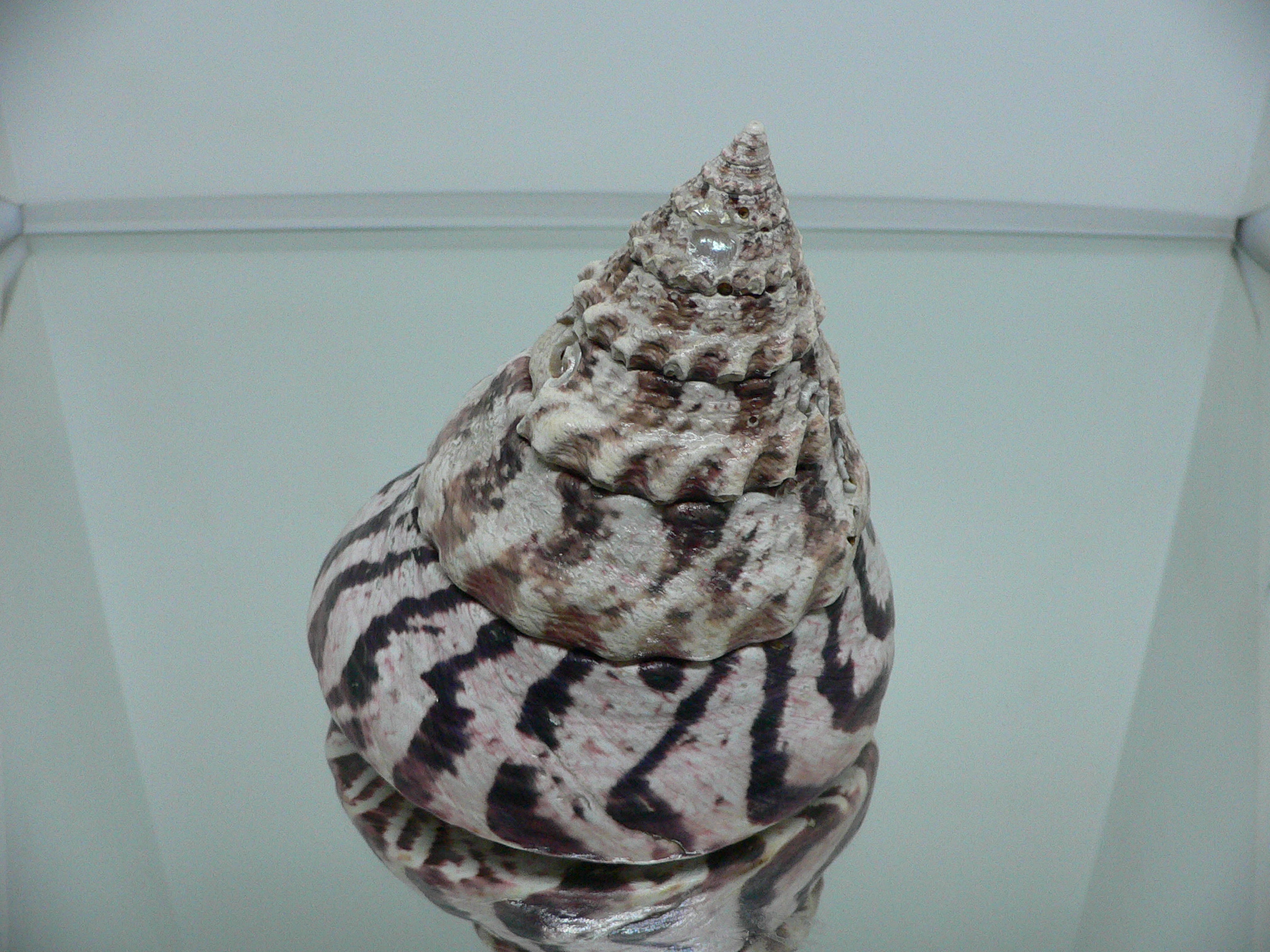 Rochia (Tectus) nilotica