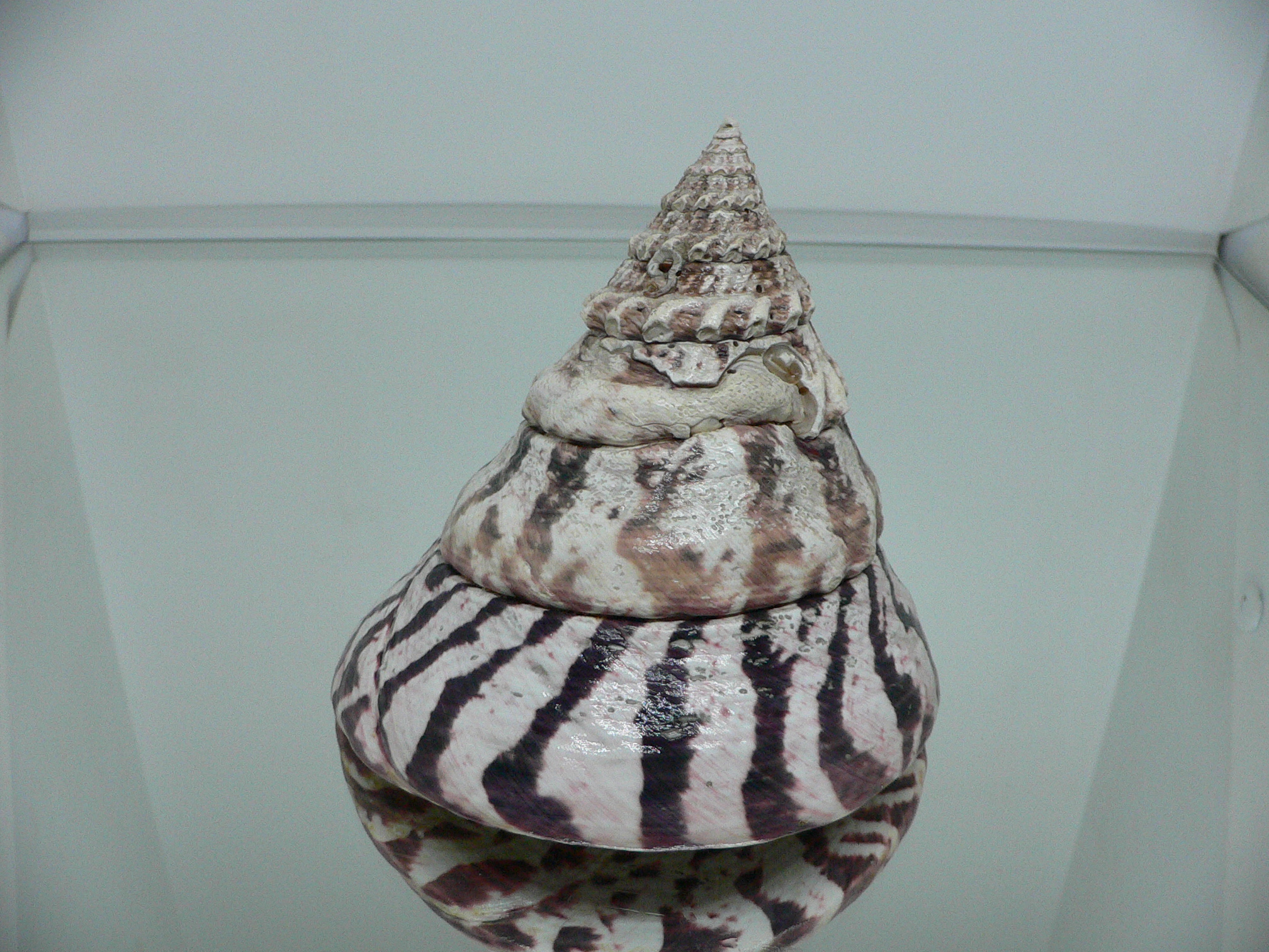 Rochia (Tectus) nilotica