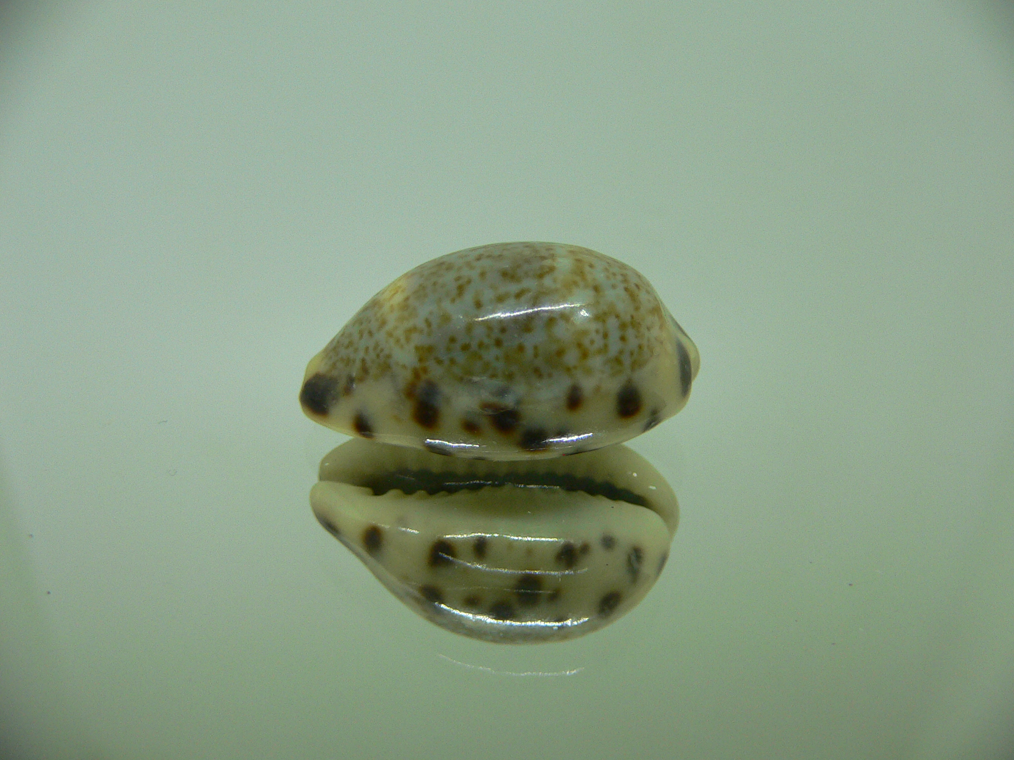 Cypraea felina felina BIG