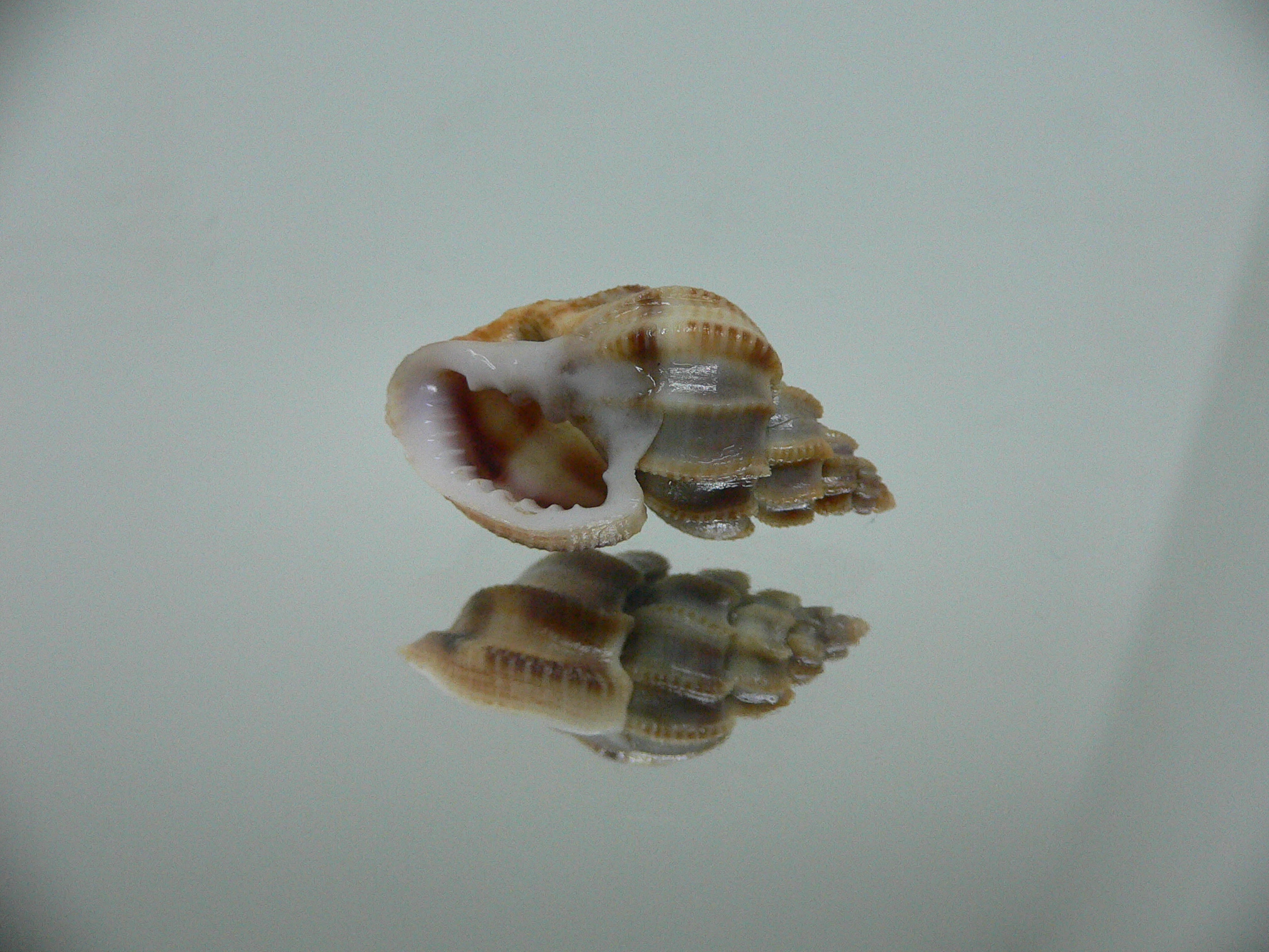 Scalptia scalariformis DARK & ELONGATE