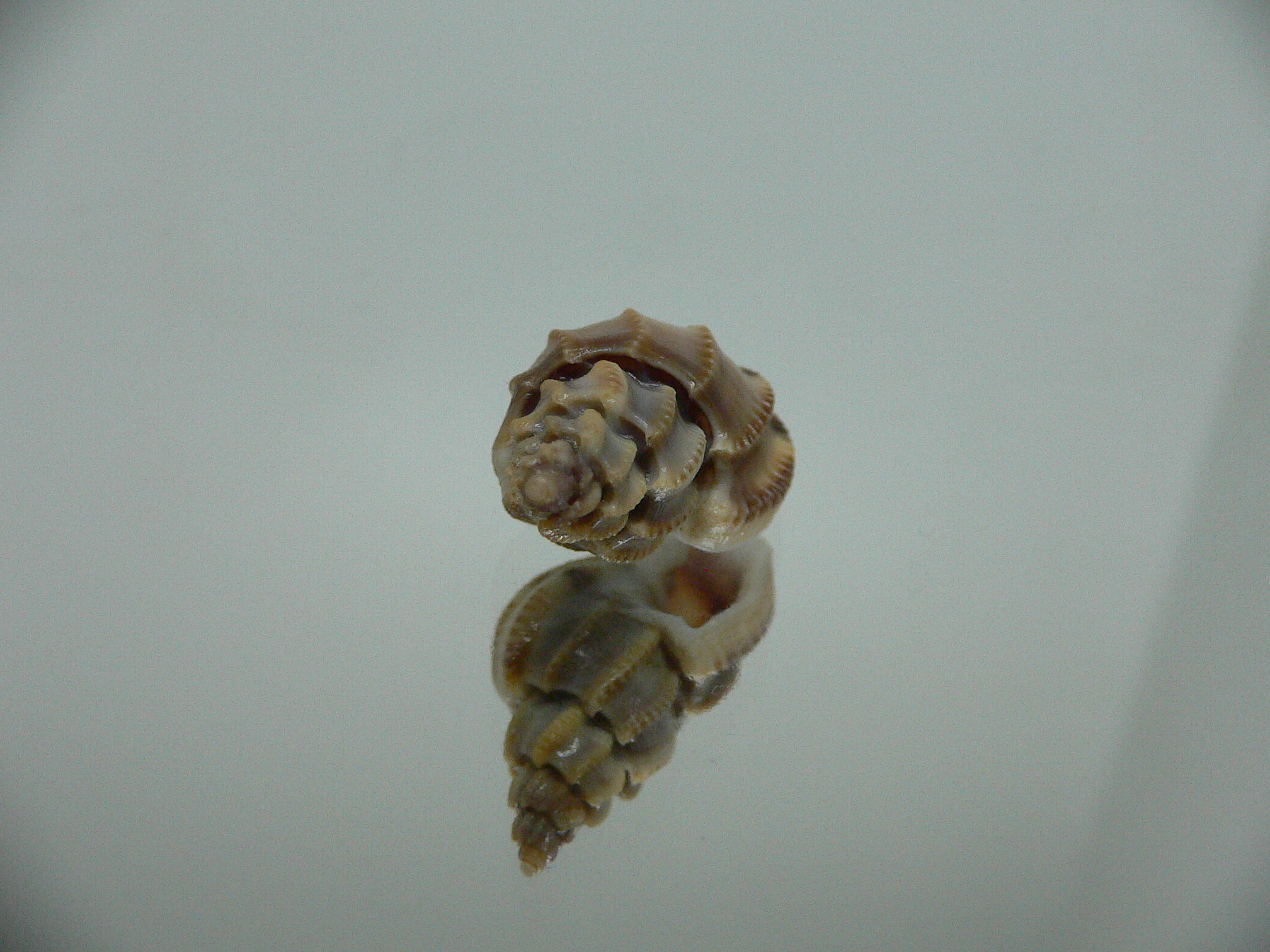 Scalptia scalariformis DARK & ELONGATE