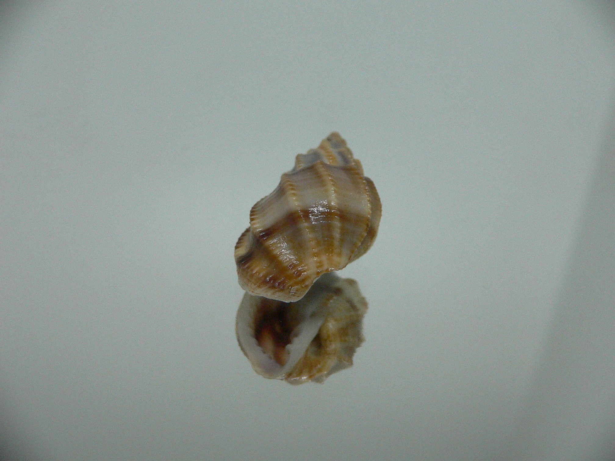 Scalptia scalariformis DARK & ELONGATE