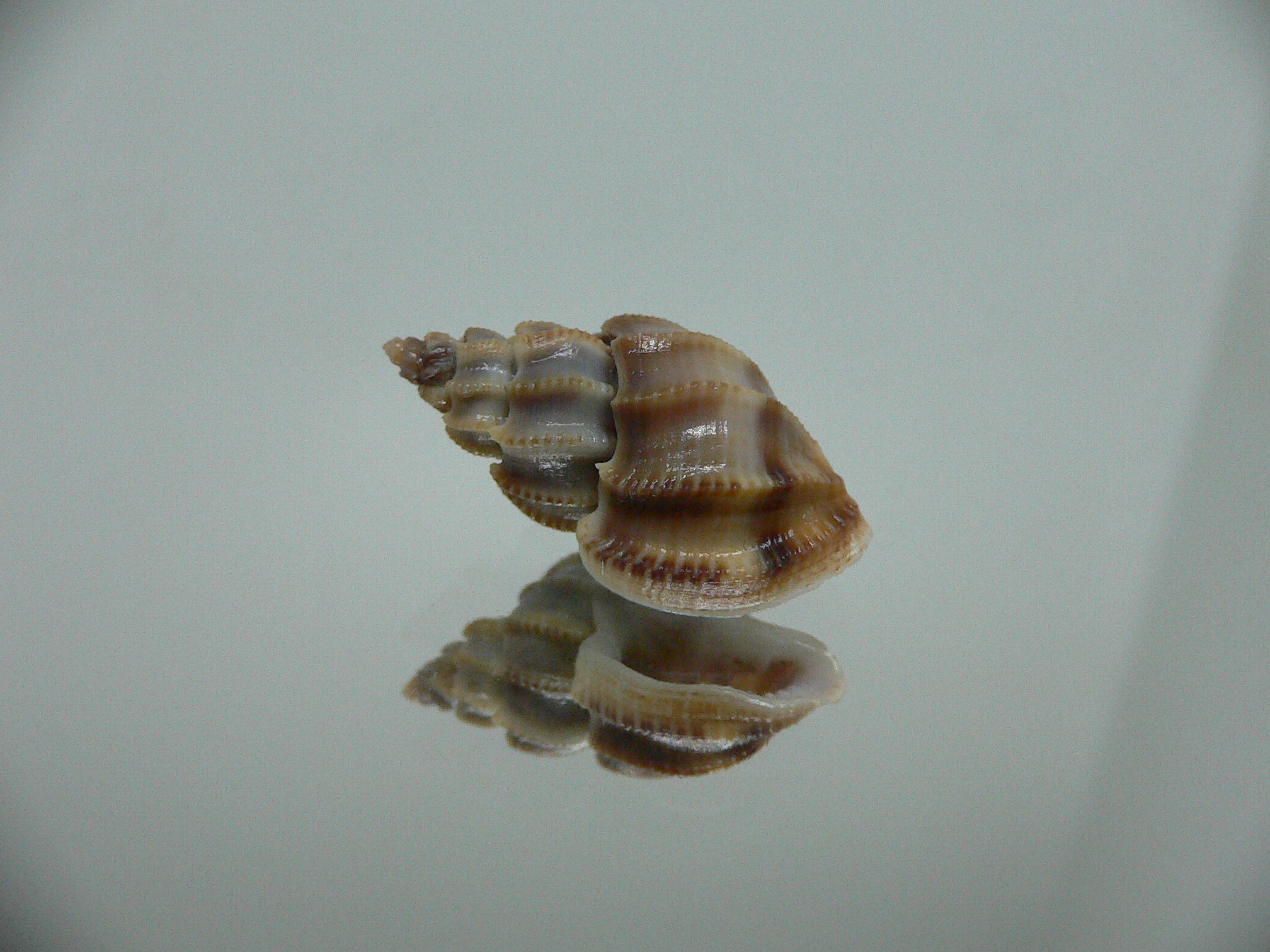 Scalptia scalariformis DARK & ELONGATE