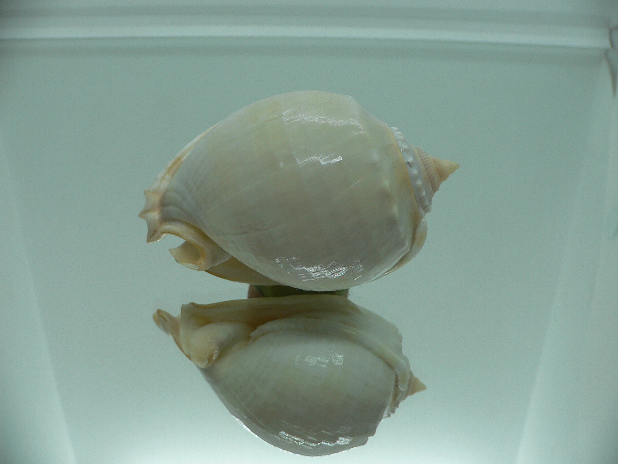 Phalium glaucum UNUSUAL