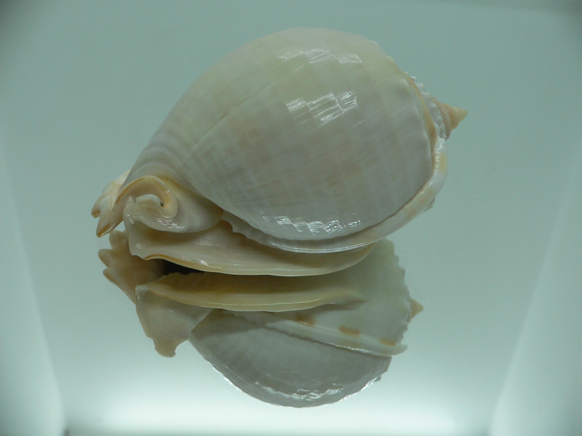 Phalium glaucum UNUSUAL