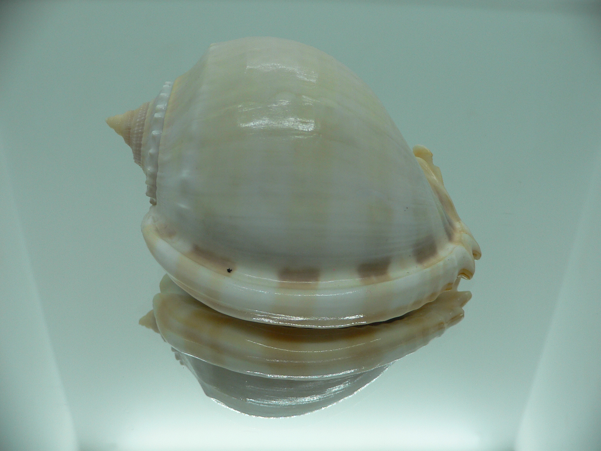 Phalium glaucum UNUSUAL