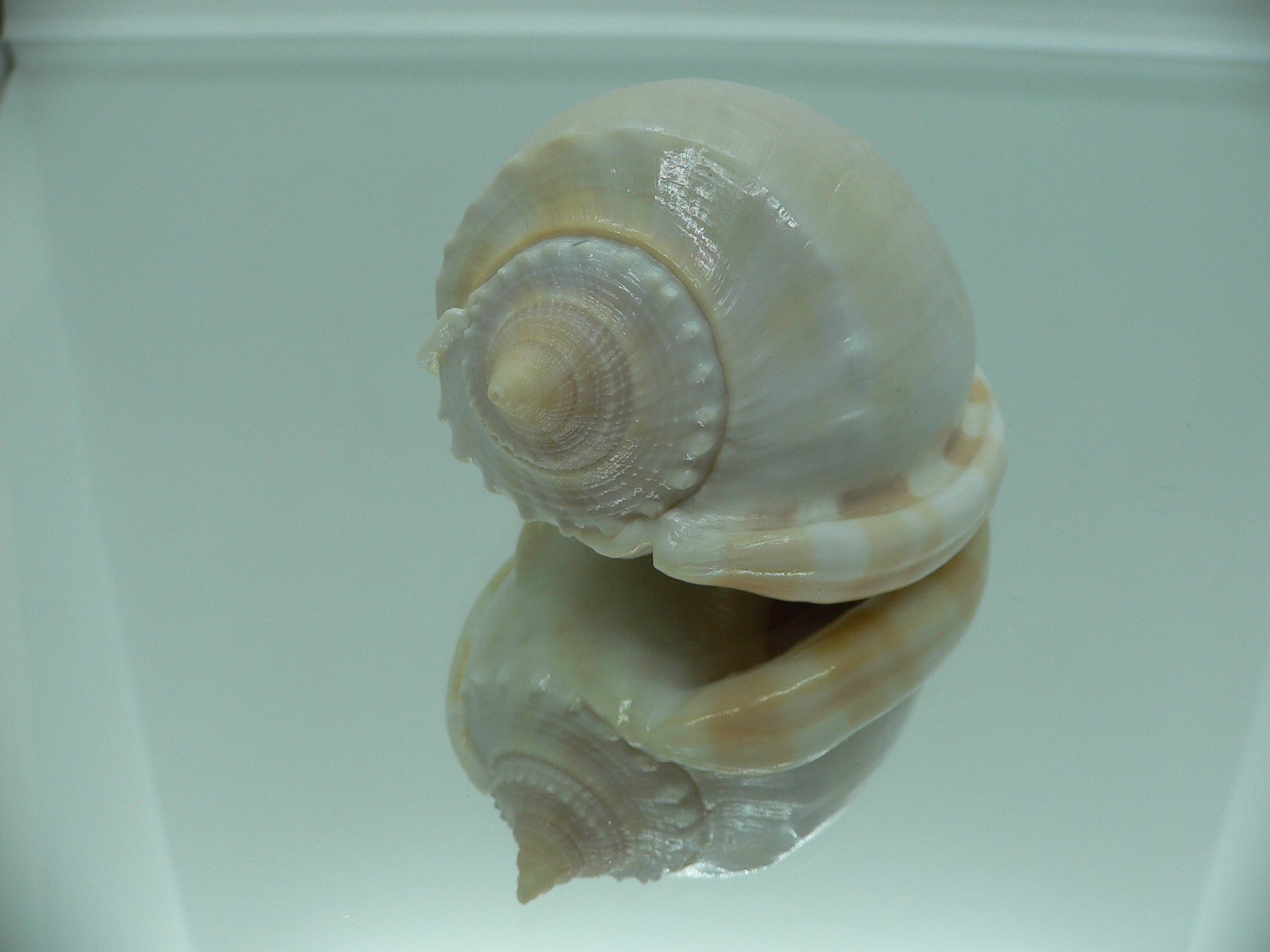 Phalium glaucum UNUSUAL