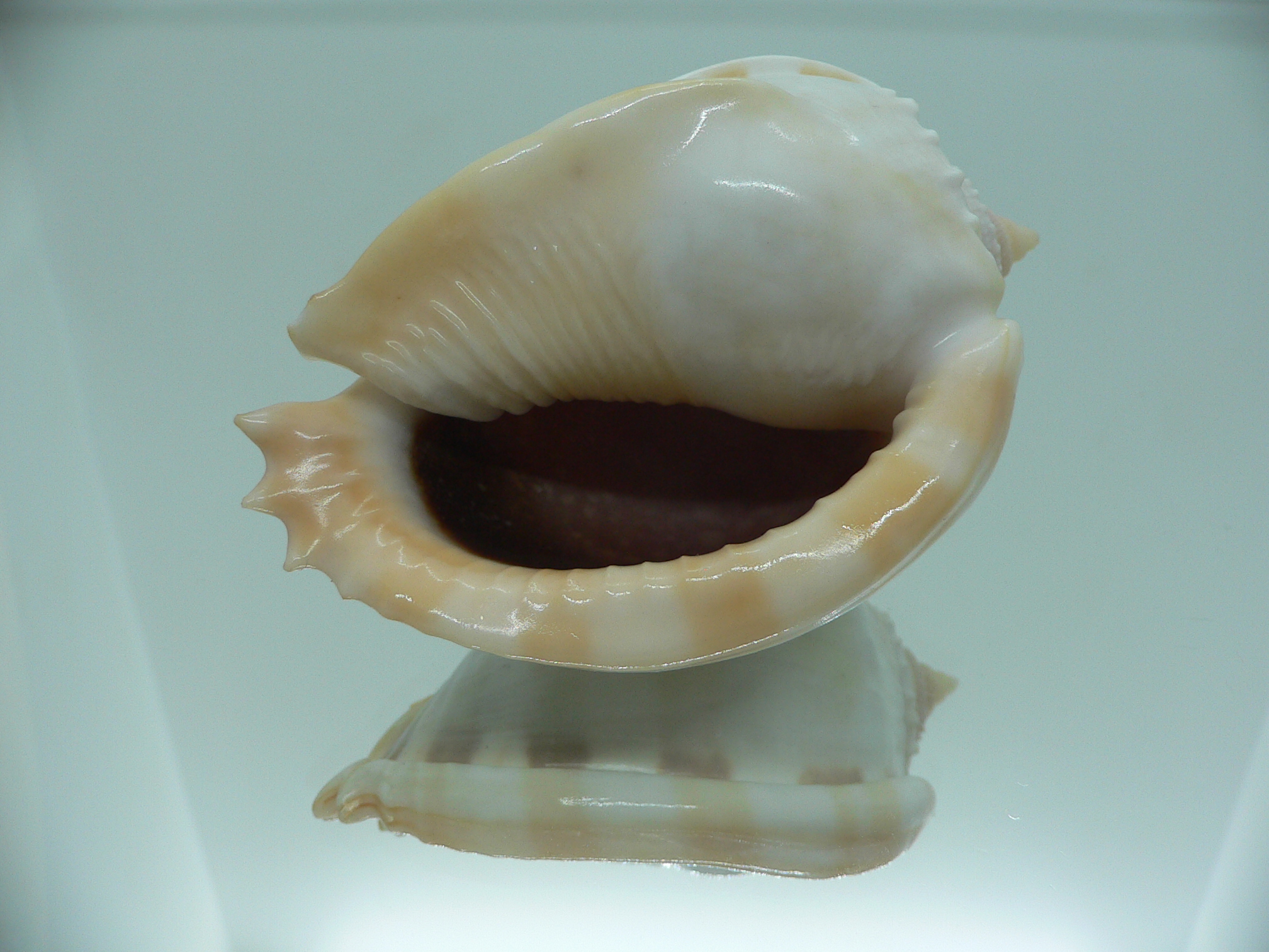 Phalium glaucum UNUSUAL