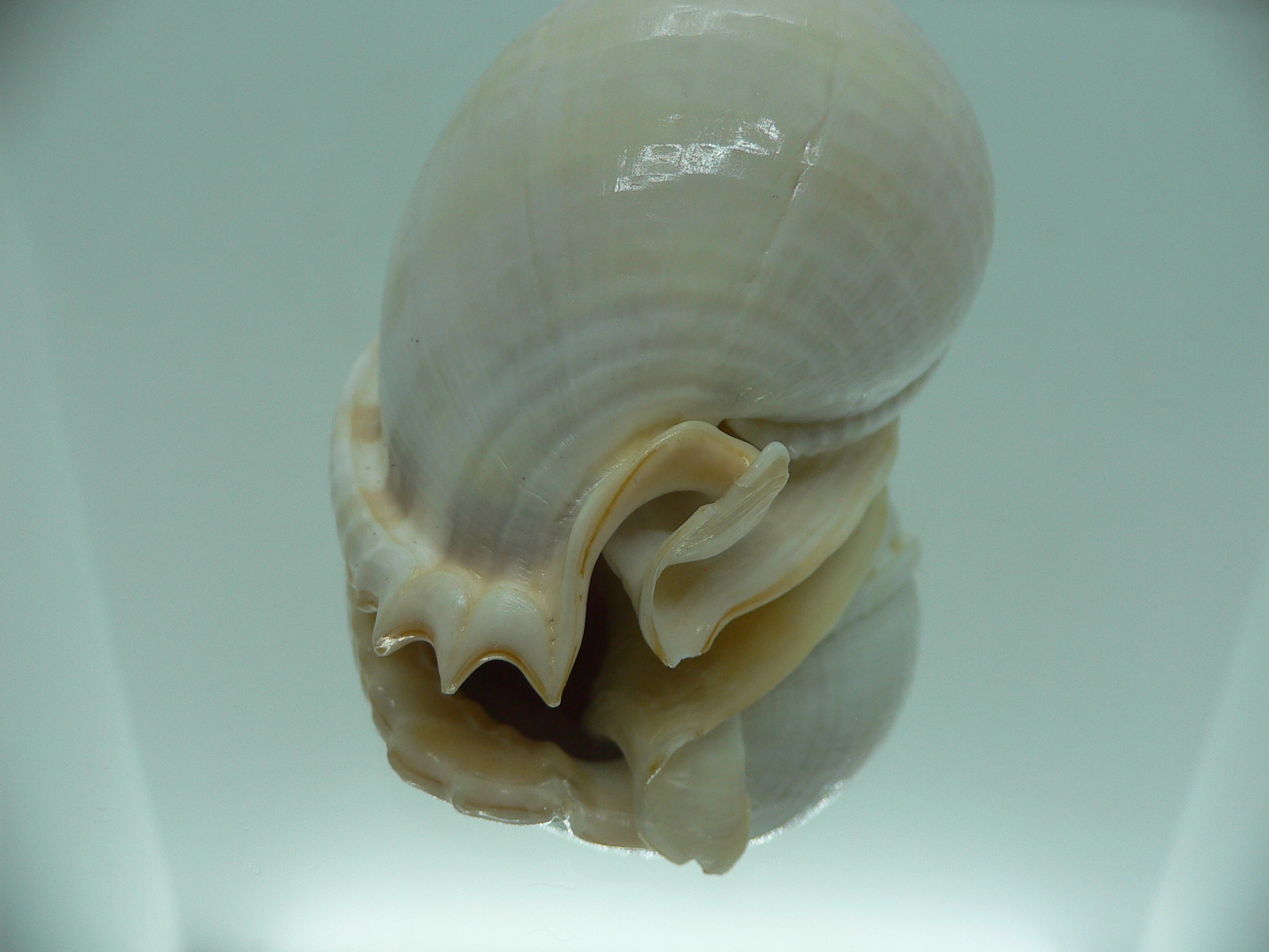 Phalium glaucum UNUSUAL