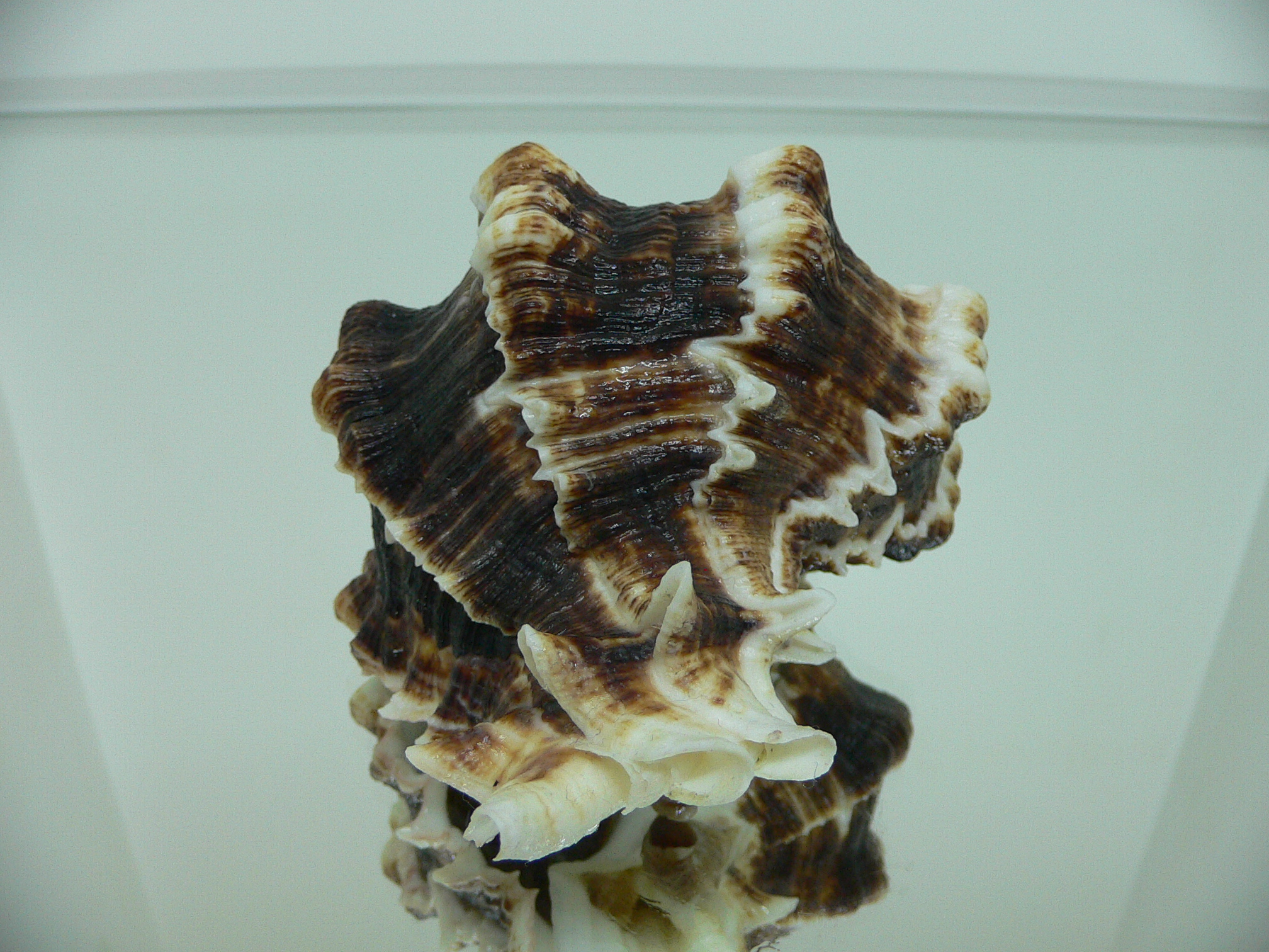 Hexaplex kuesterianus MONSTER VERY BIG