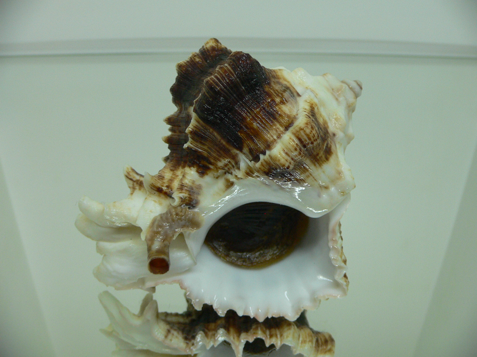 Hexaplex kuesterianus MONSTER VERY BIG