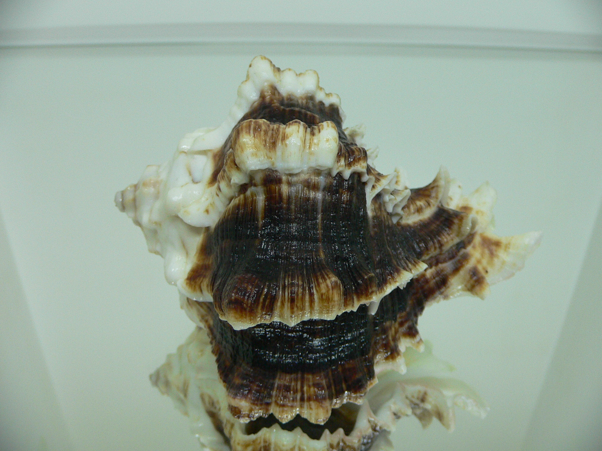 Hexaplex kuesterianus MONSTER VERY BIG