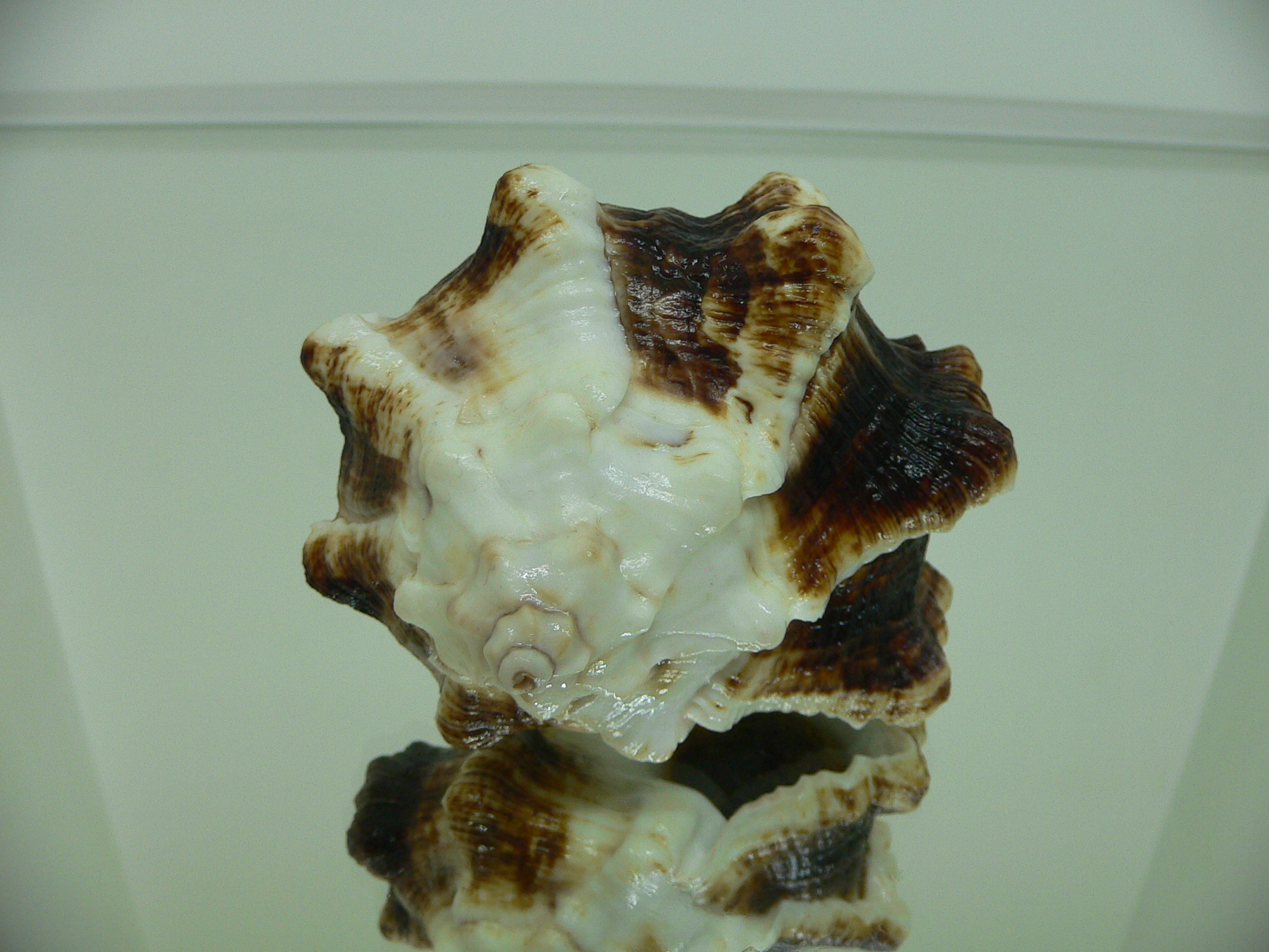 Hexaplex kuesterianus MONSTER VERY BIG