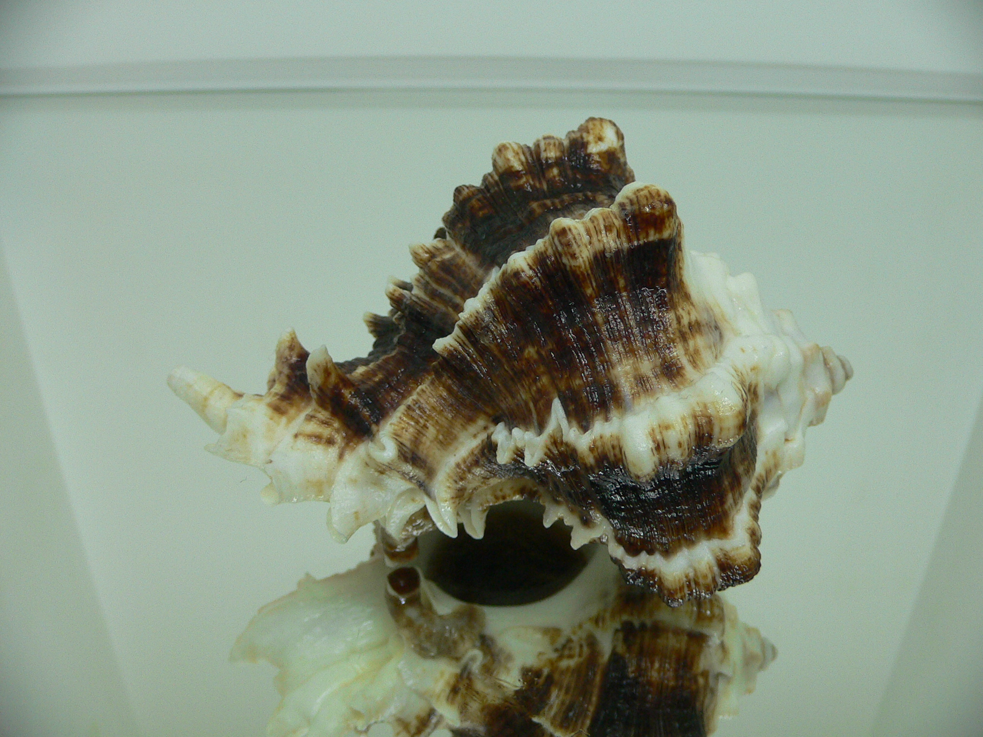 Hexaplex kuesterianus MONSTER VERY BIG
