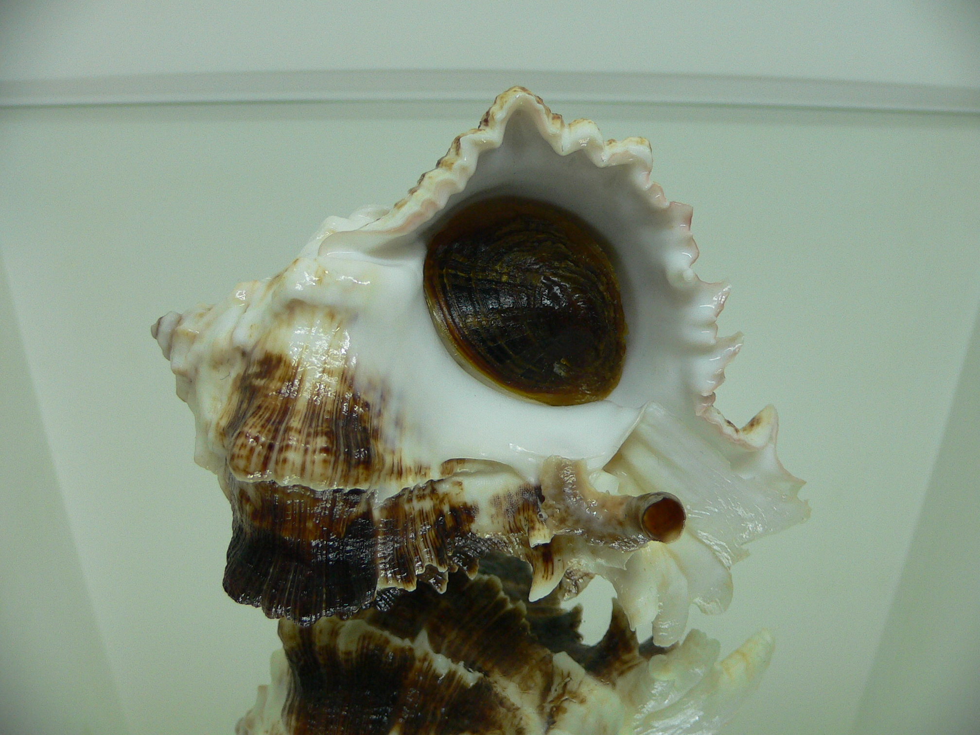 Hexaplex kuesterianus MONSTER VERY BIG