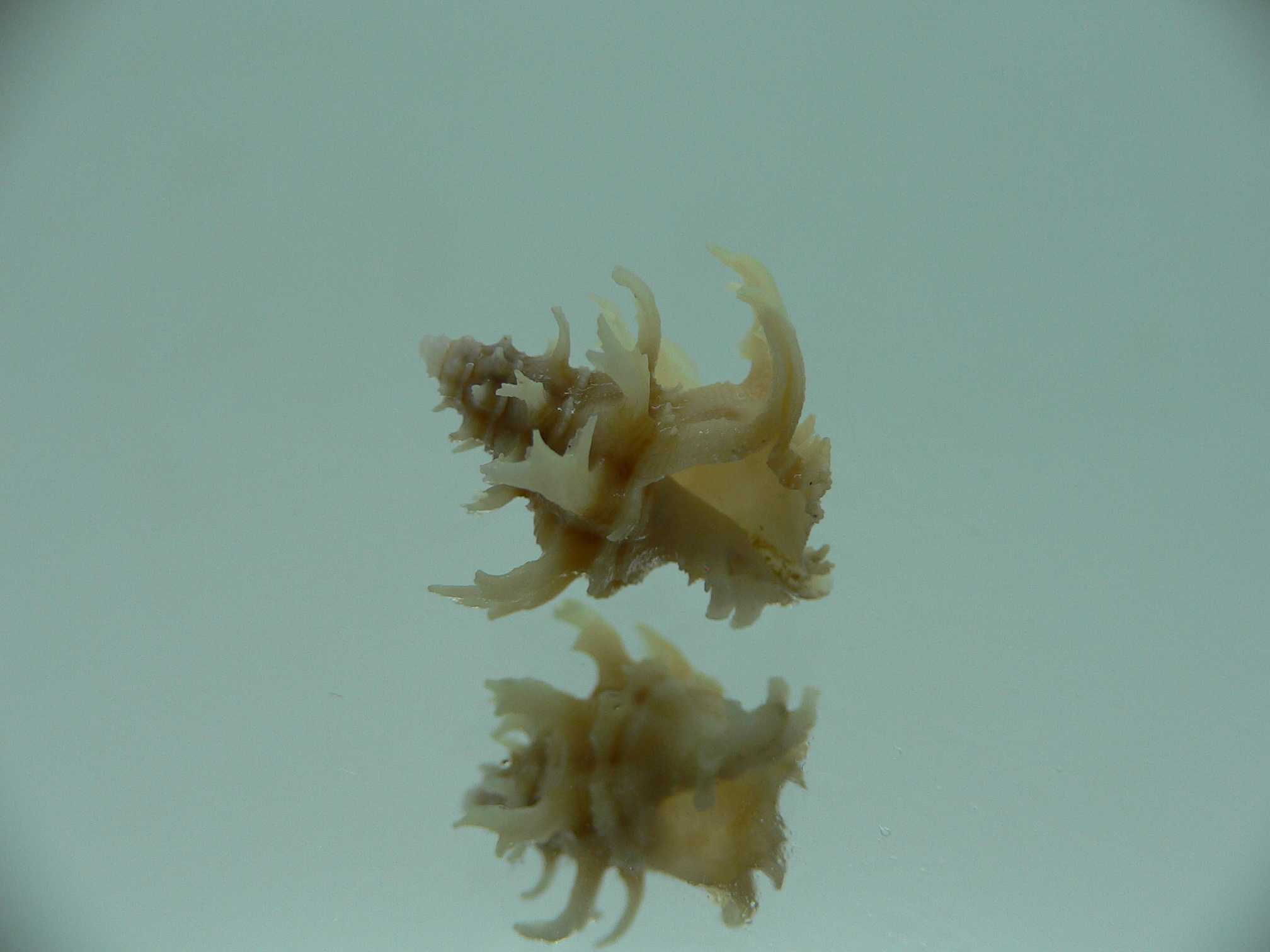 Babelomurex gemmatus CURLY