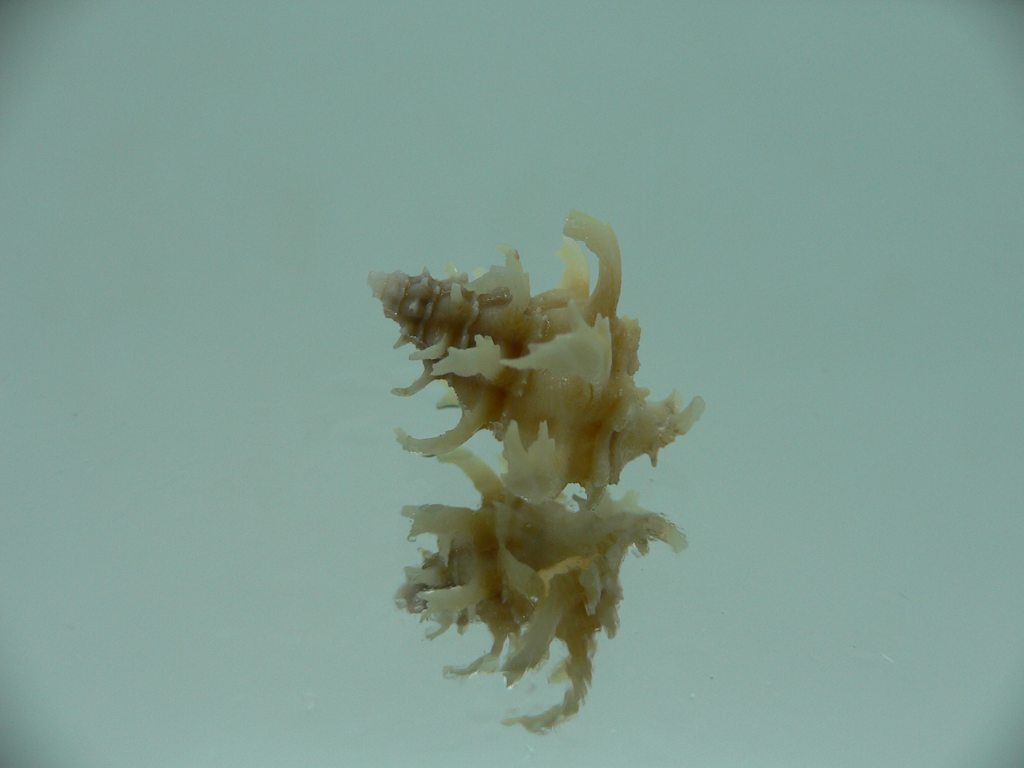 Babelomurex gemmatus CURLY