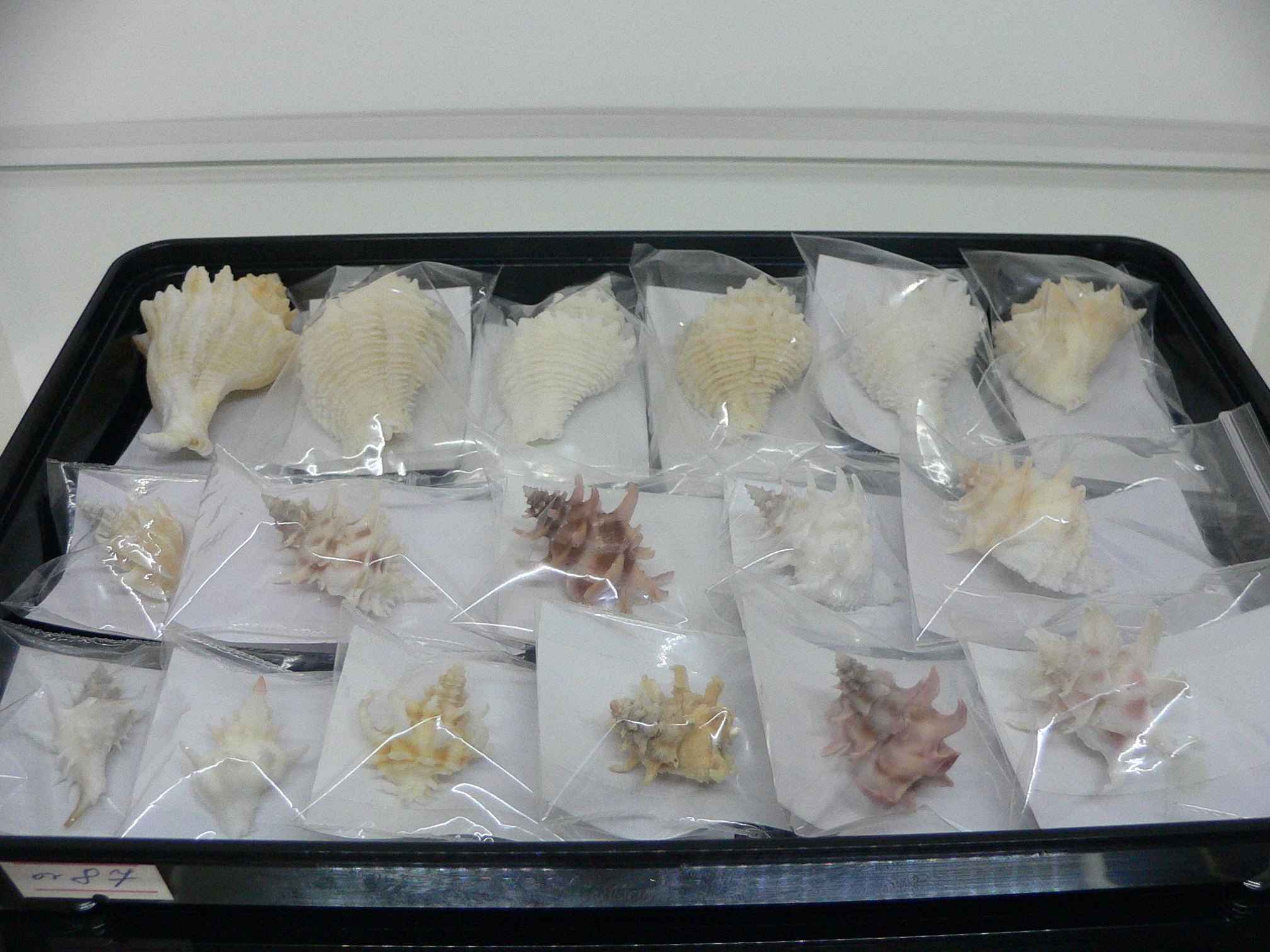 Babelomurex gemmatus CURLY