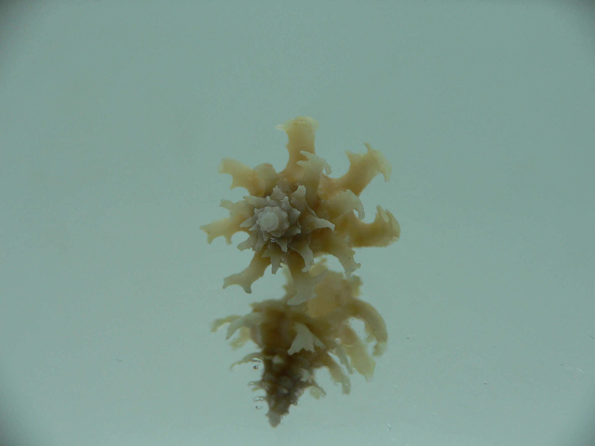 Babelomurex gemmatus CURLY