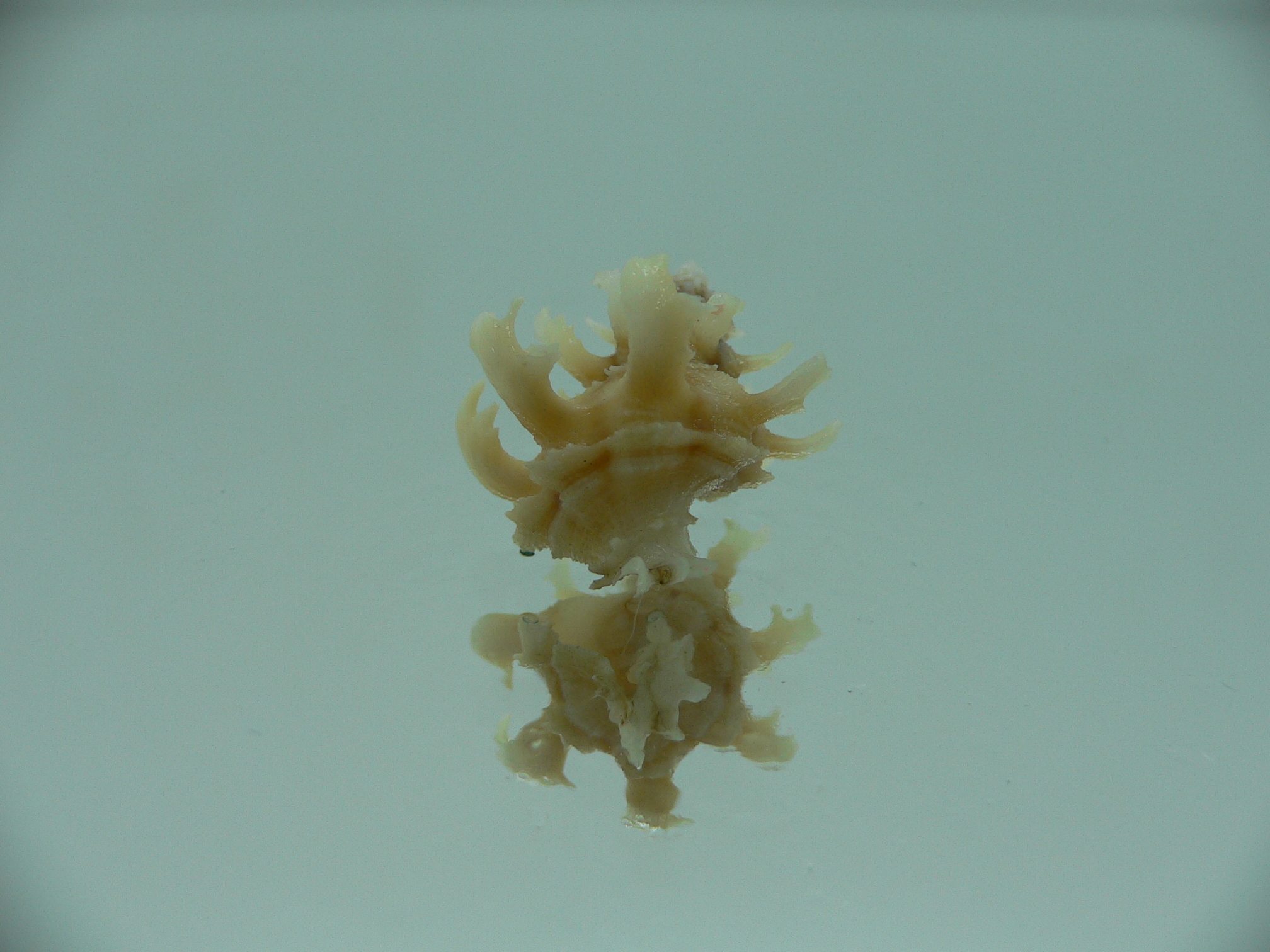 Babelomurex gemmatus CURLY