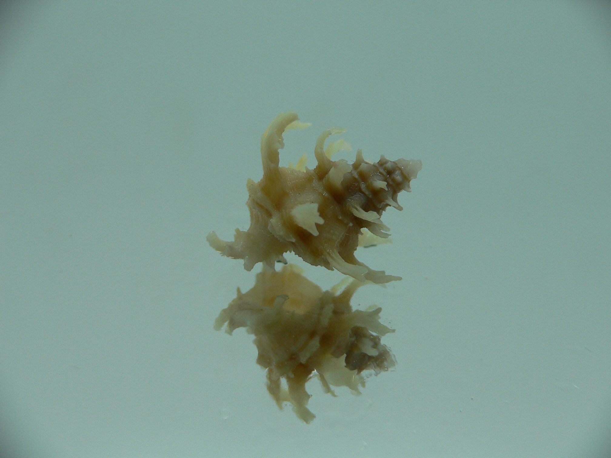 Babelomurex gemmatus CURLY