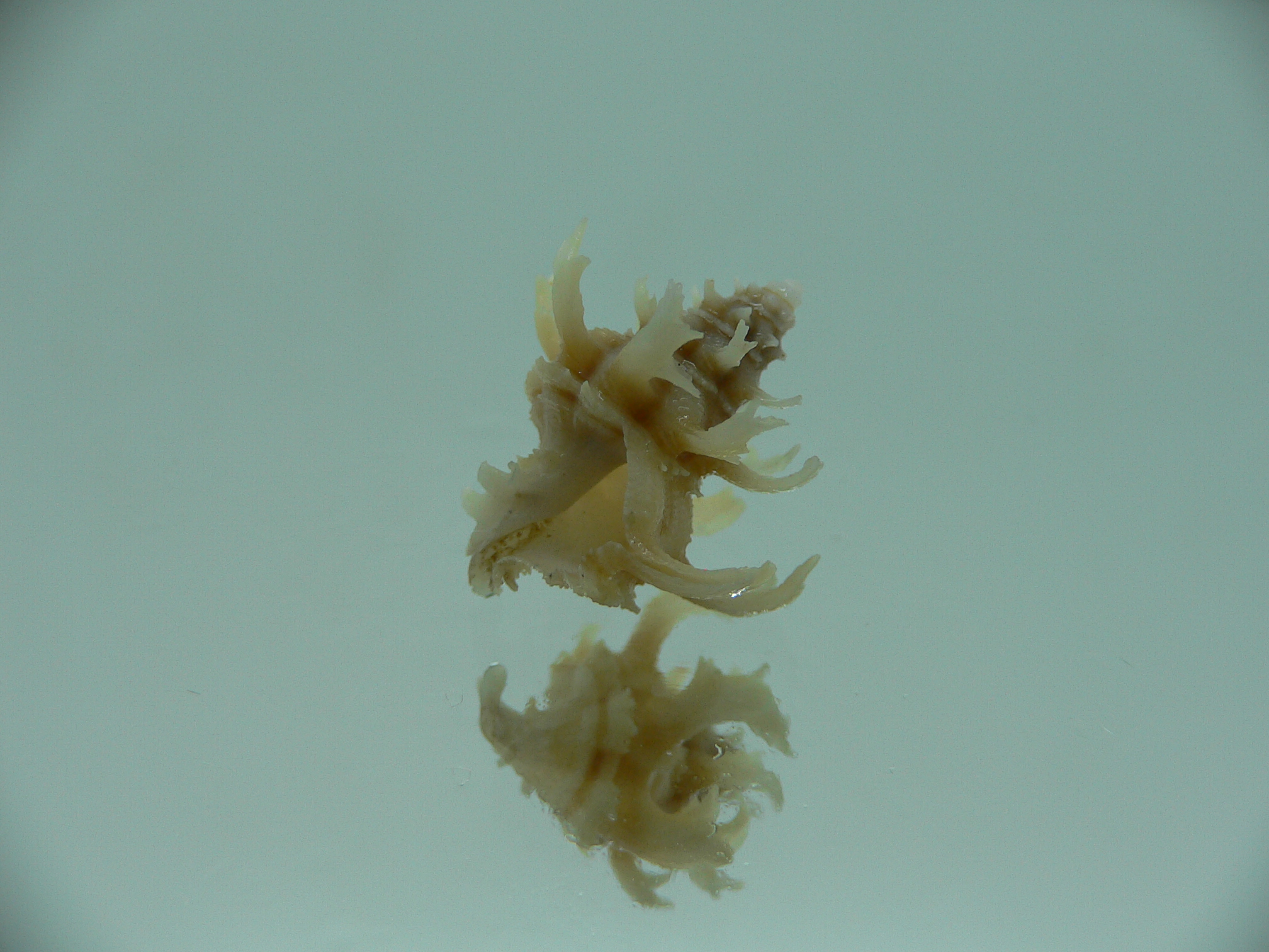 Babelomurex gemmatus CURLY