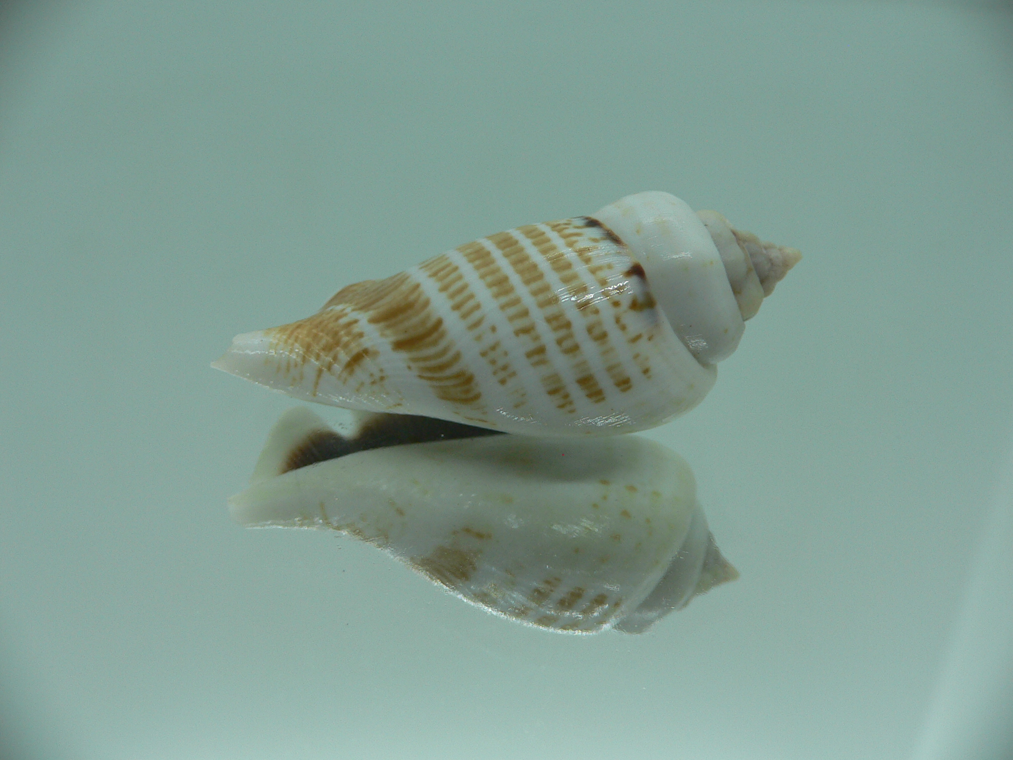 Gibberulus gibberulus albus