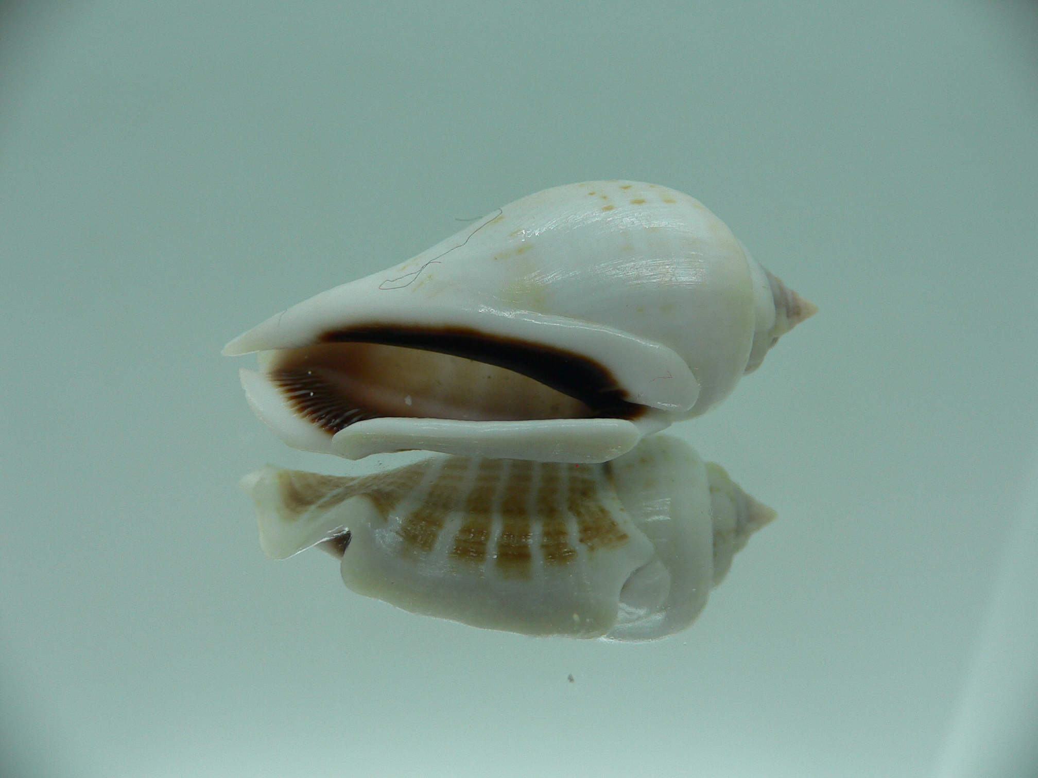 Gibberulus gibberulus albus