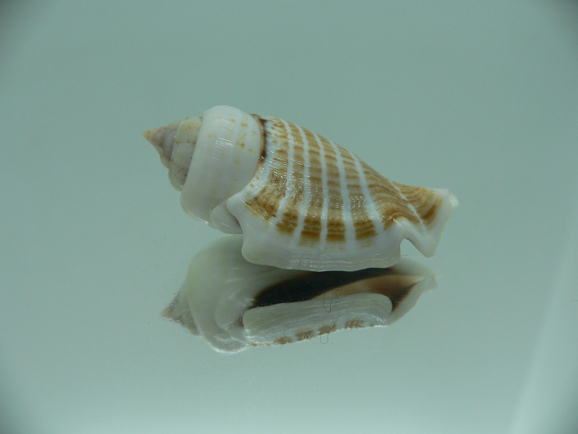 Gibberulus gibberulus albus