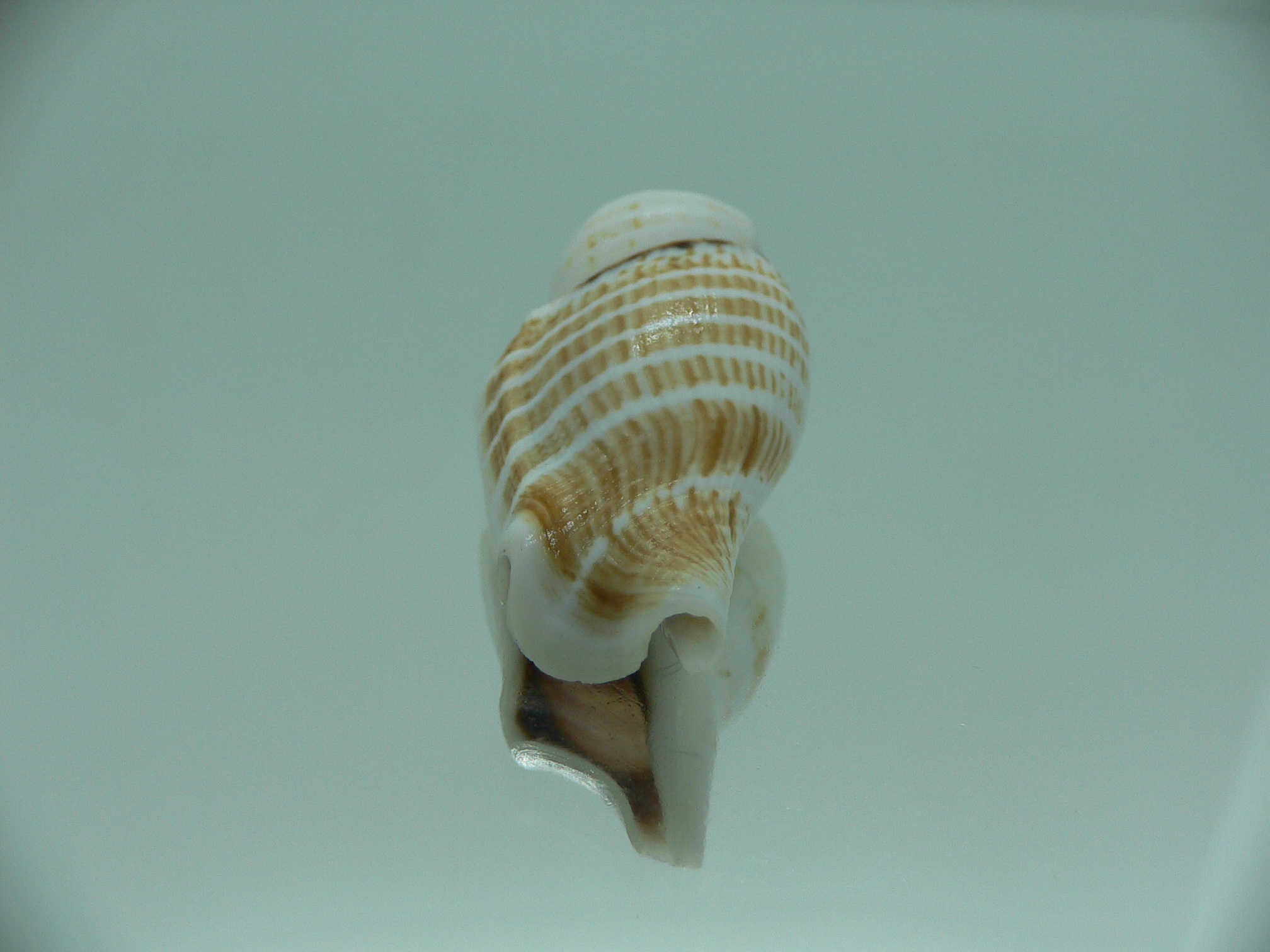 Gibberulus gibberulus albus