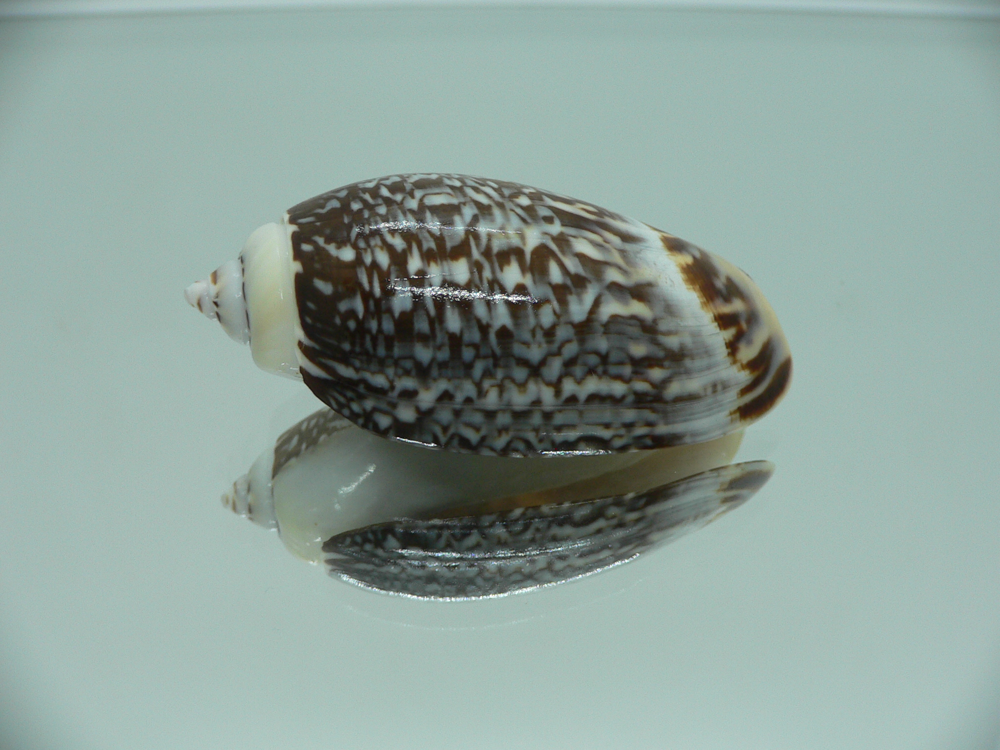 Agaronia gibbosa QUEEN