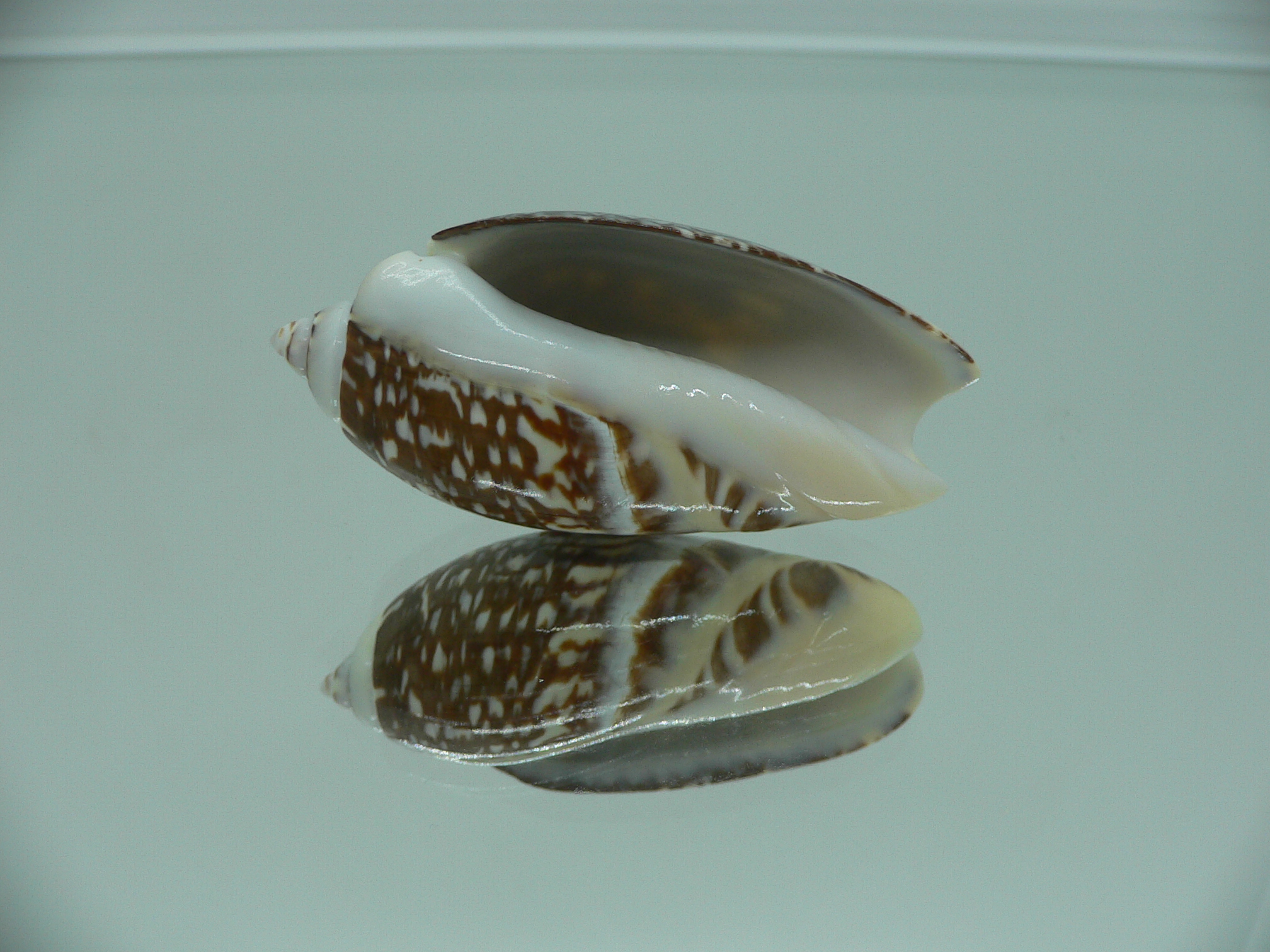 Agaronia gibbosa QUEEN