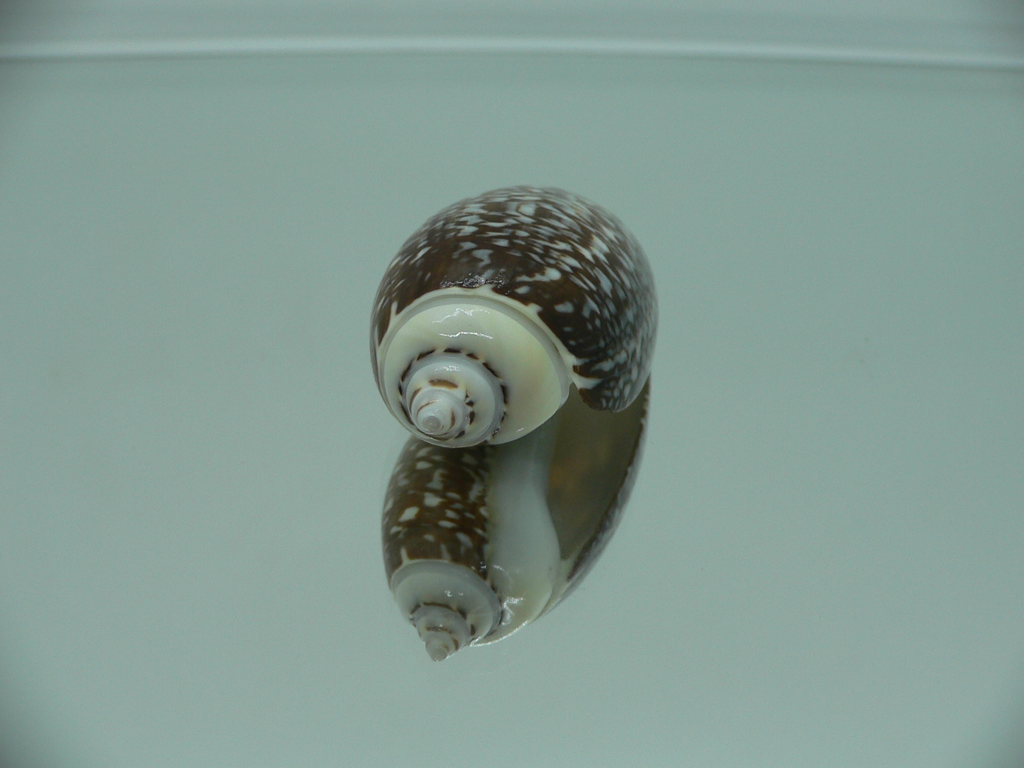 Agaronia gibbosa QUEEN