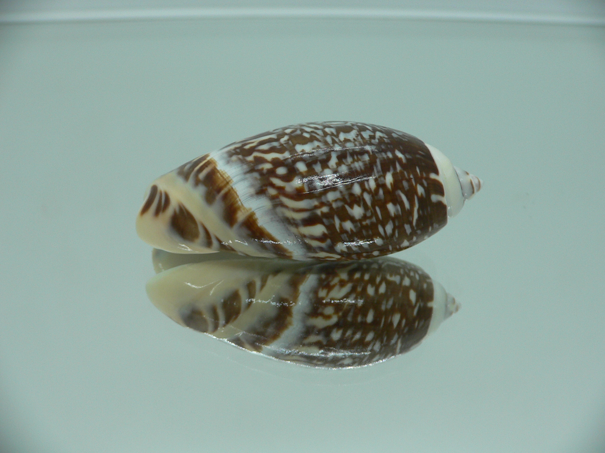 Agaronia gibbosa QUEEN