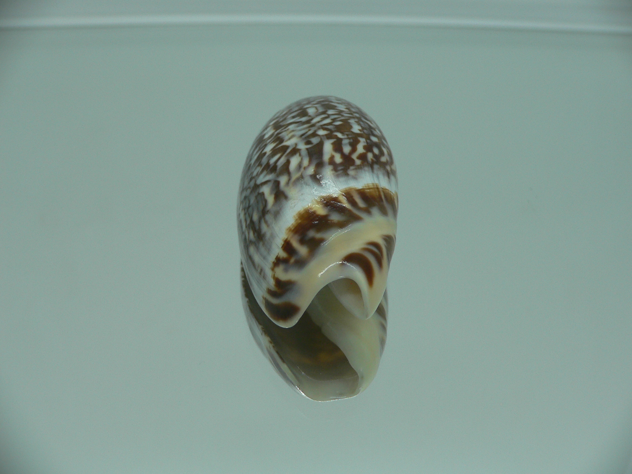 Agaronia gibbosa QUEEN