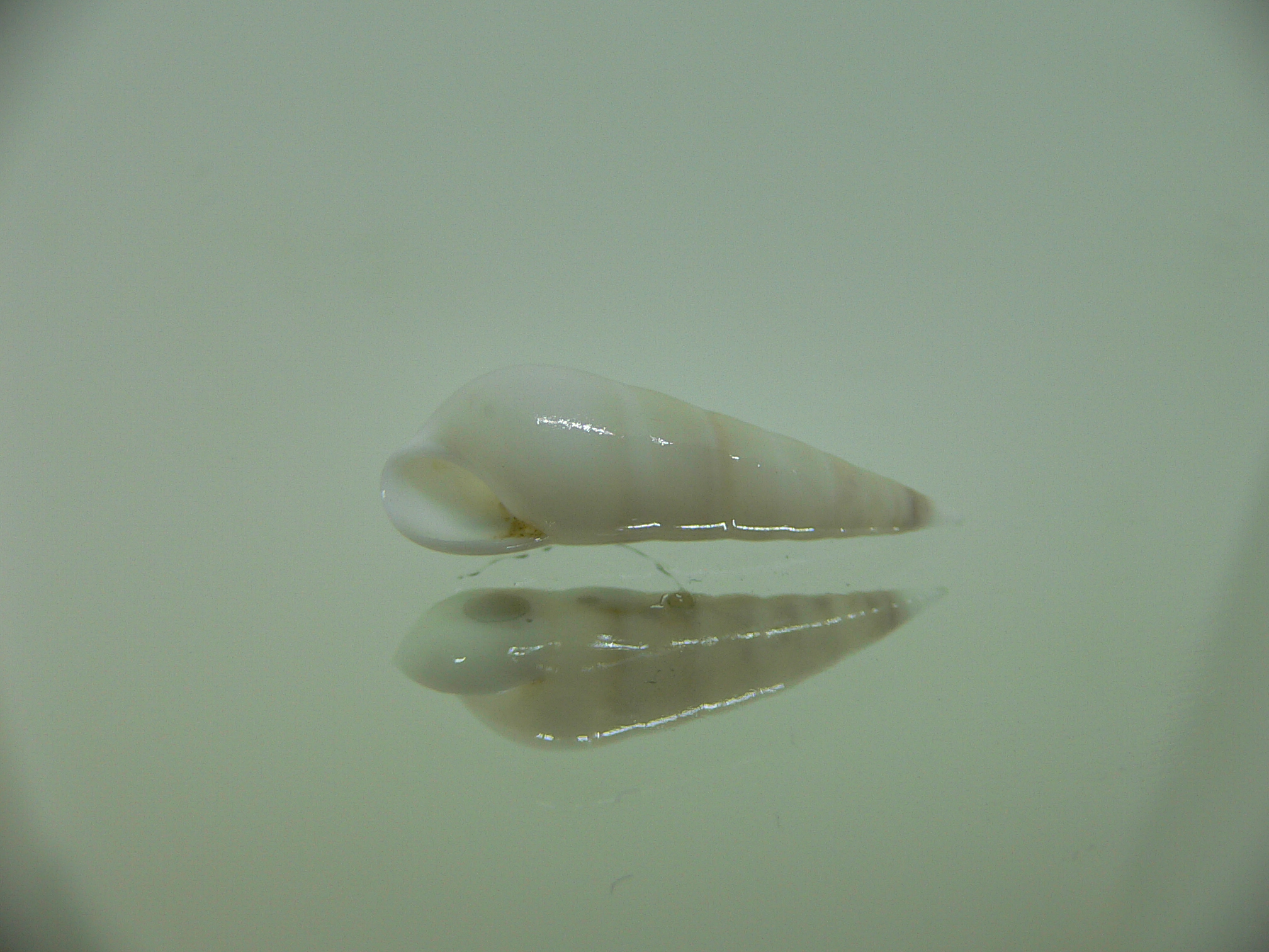 Eulima major