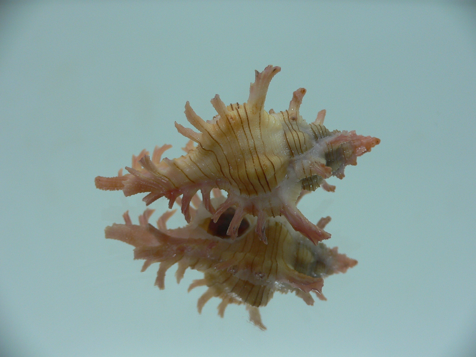 Chicoreus aculeatus BEAUTIFUL