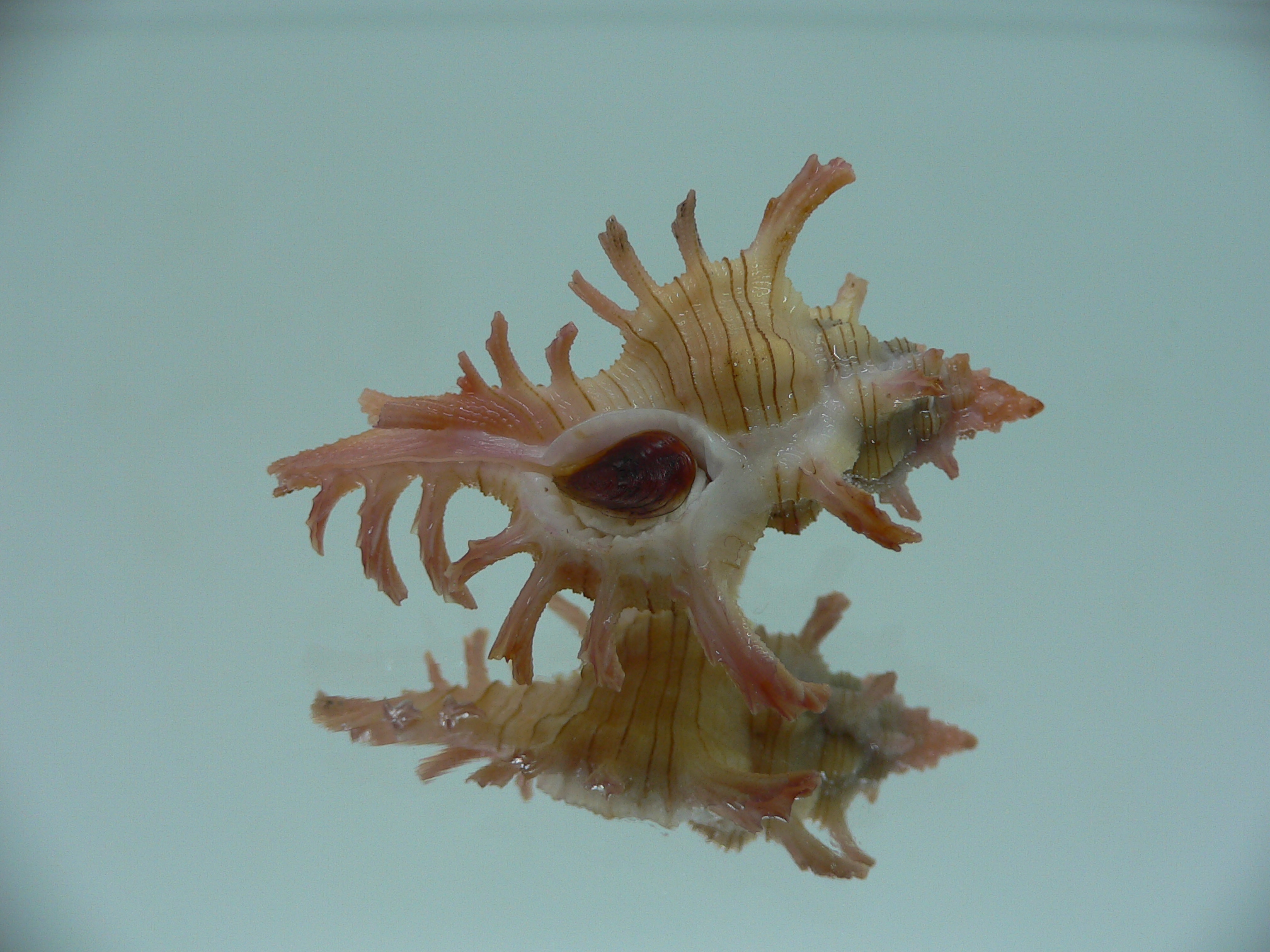 Chicoreus aculeatus BEAUTIFUL