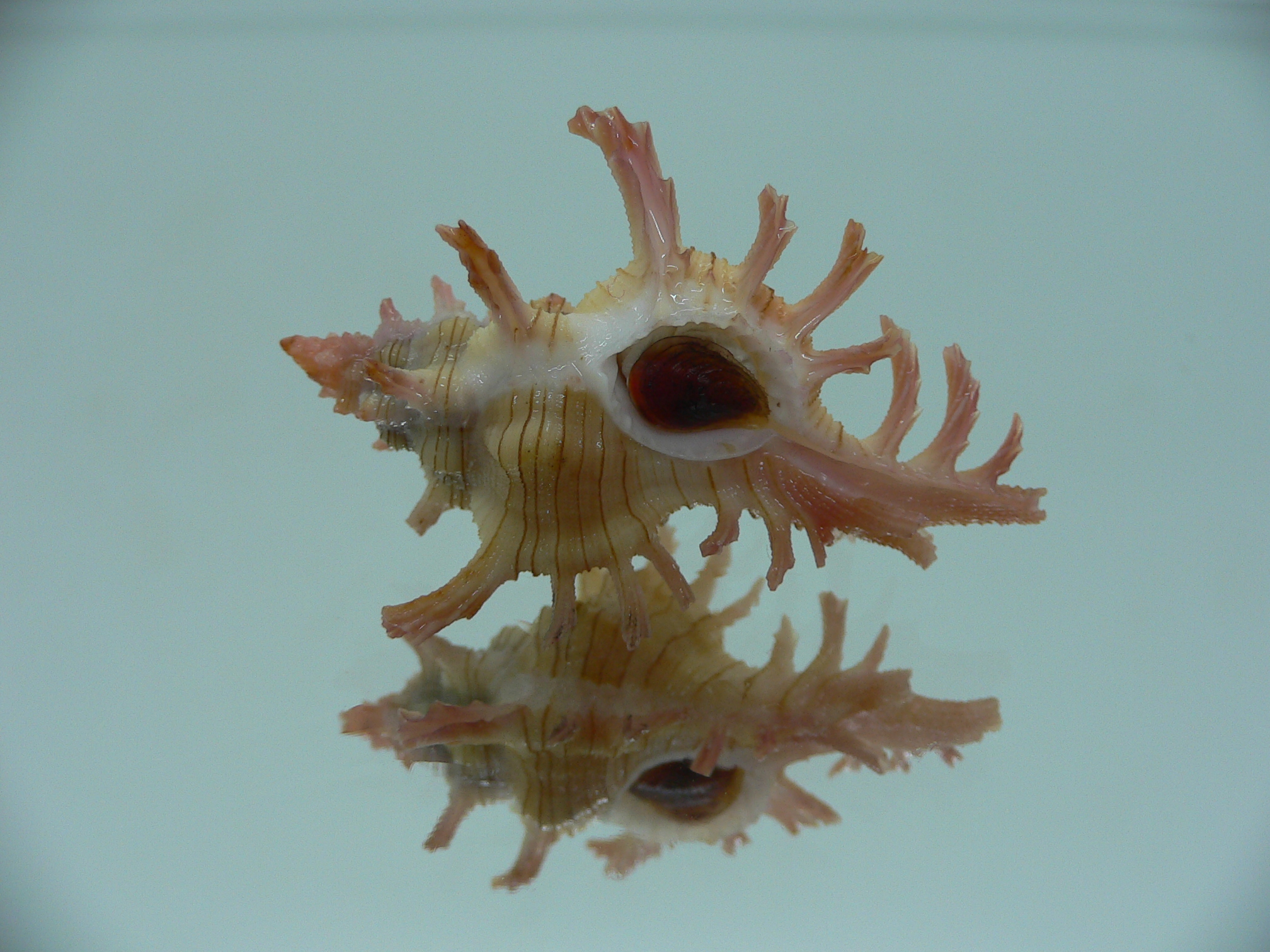 Chicoreus aculeatus BEAUTIFUL