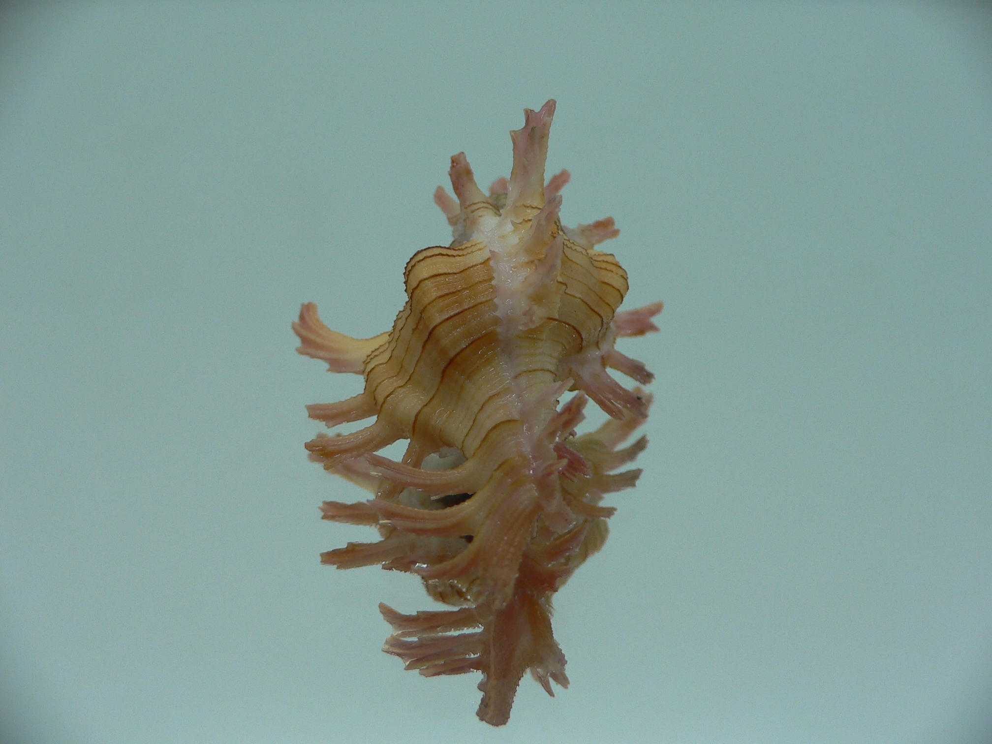 Chicoreus aculeatus BEAUTIFUL