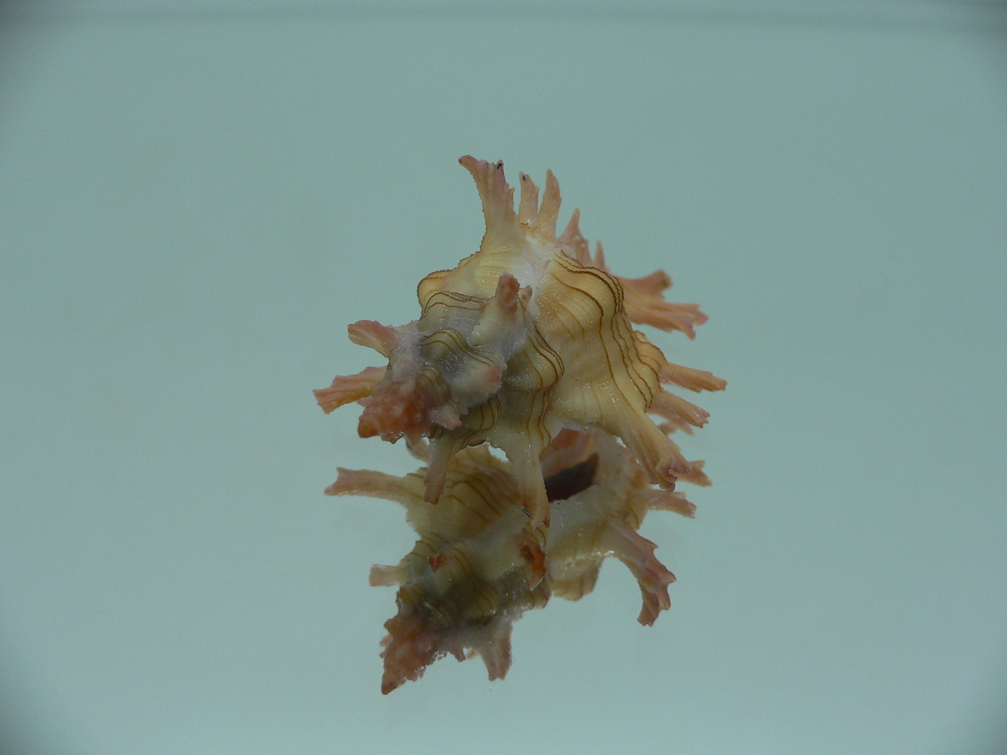 Chicoreus aculeatus BEAUTIFUL