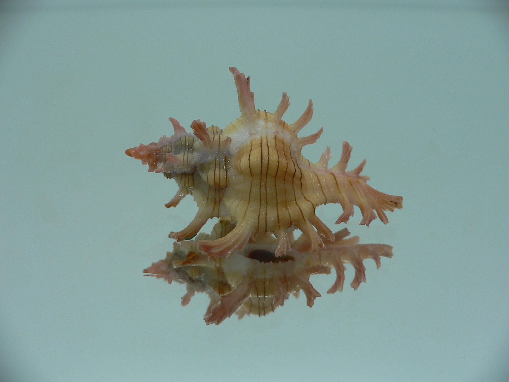 Chicoreus aculeatus BEAUTIFUL