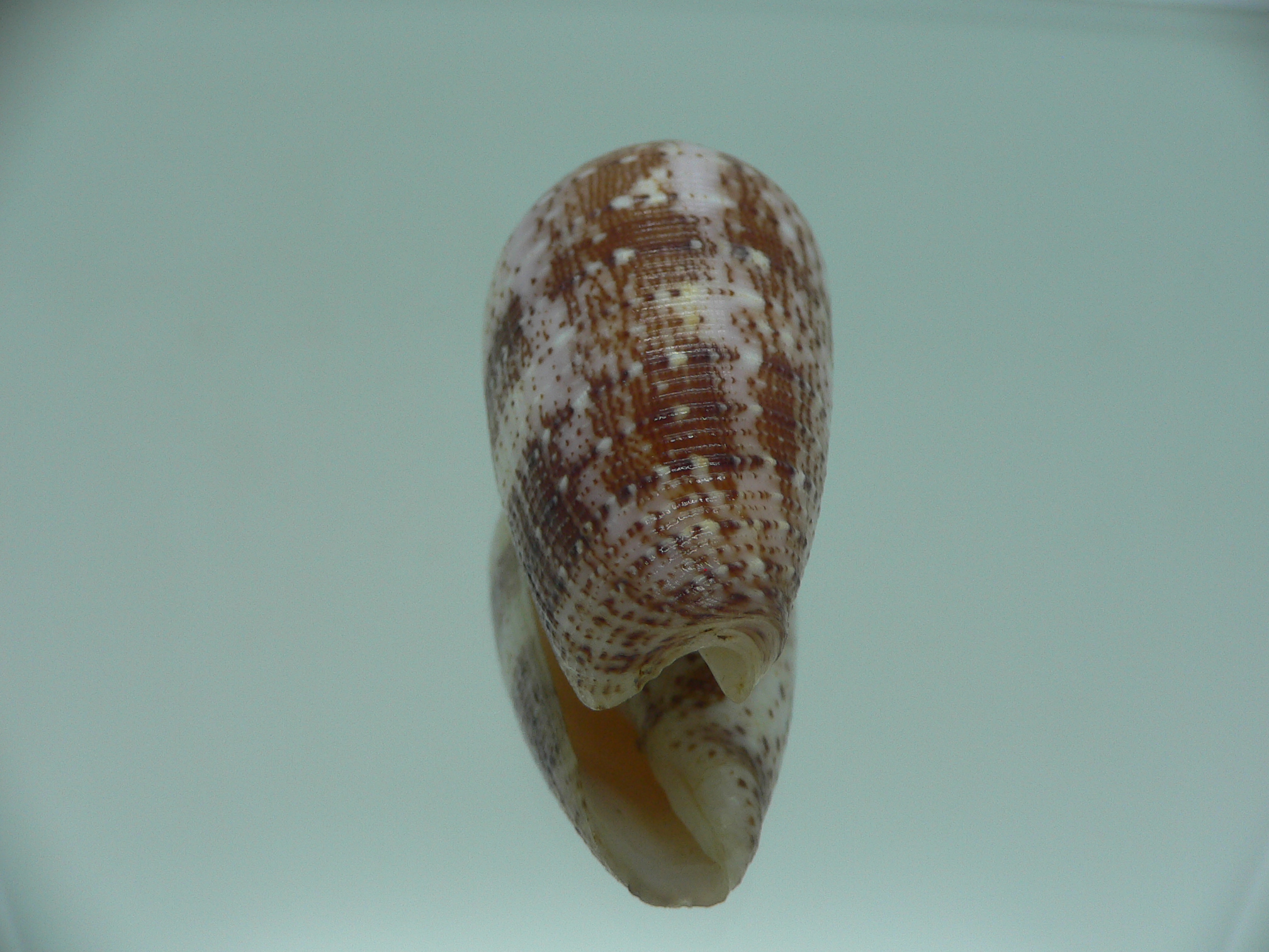 Conus floccatus