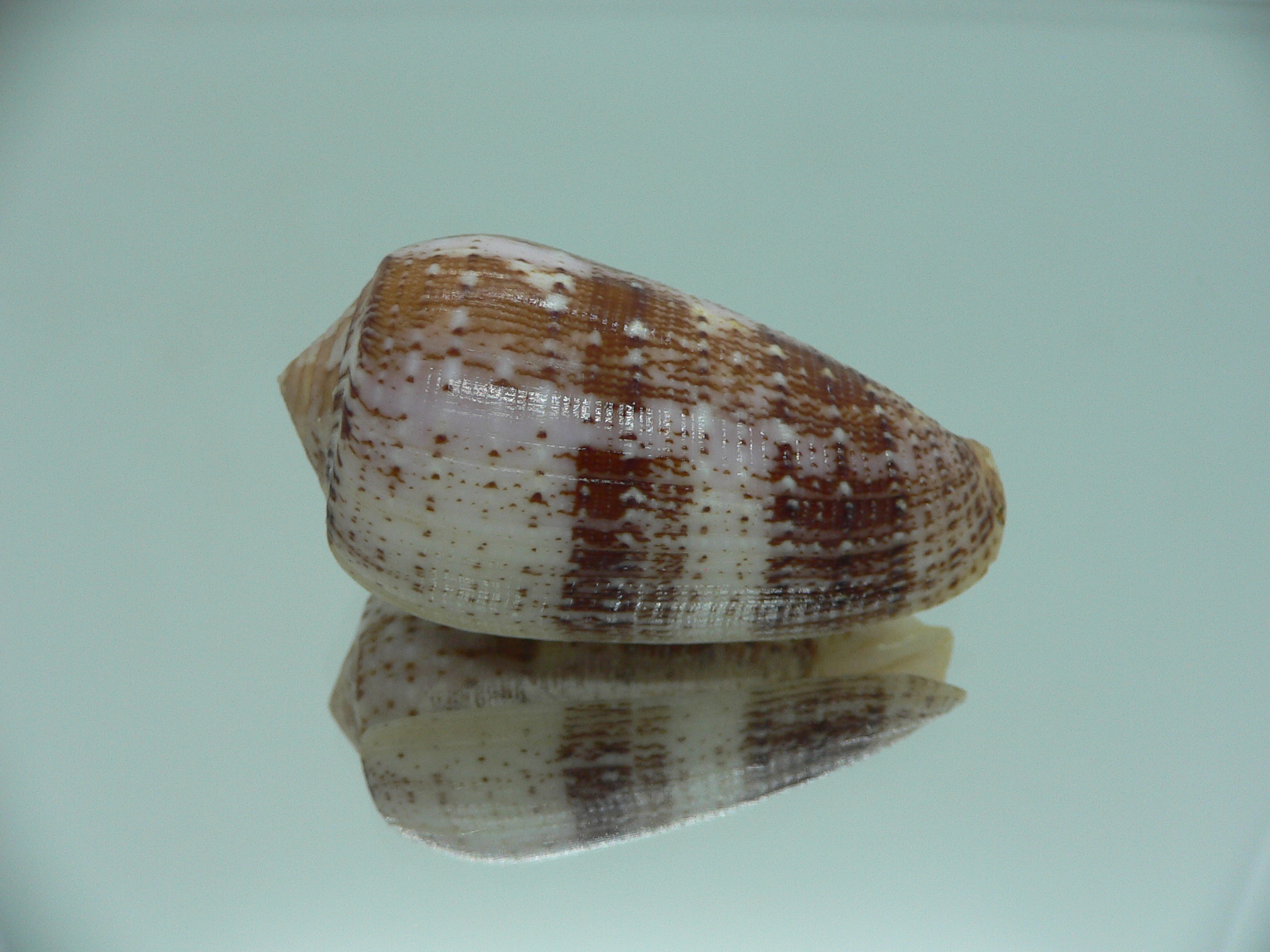 Conus floccatus