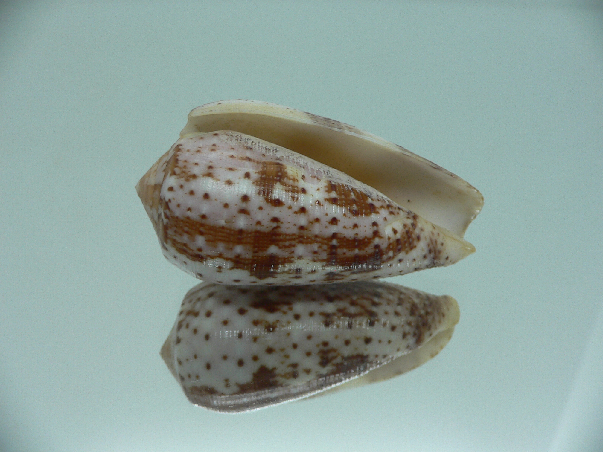 Conus floccatus