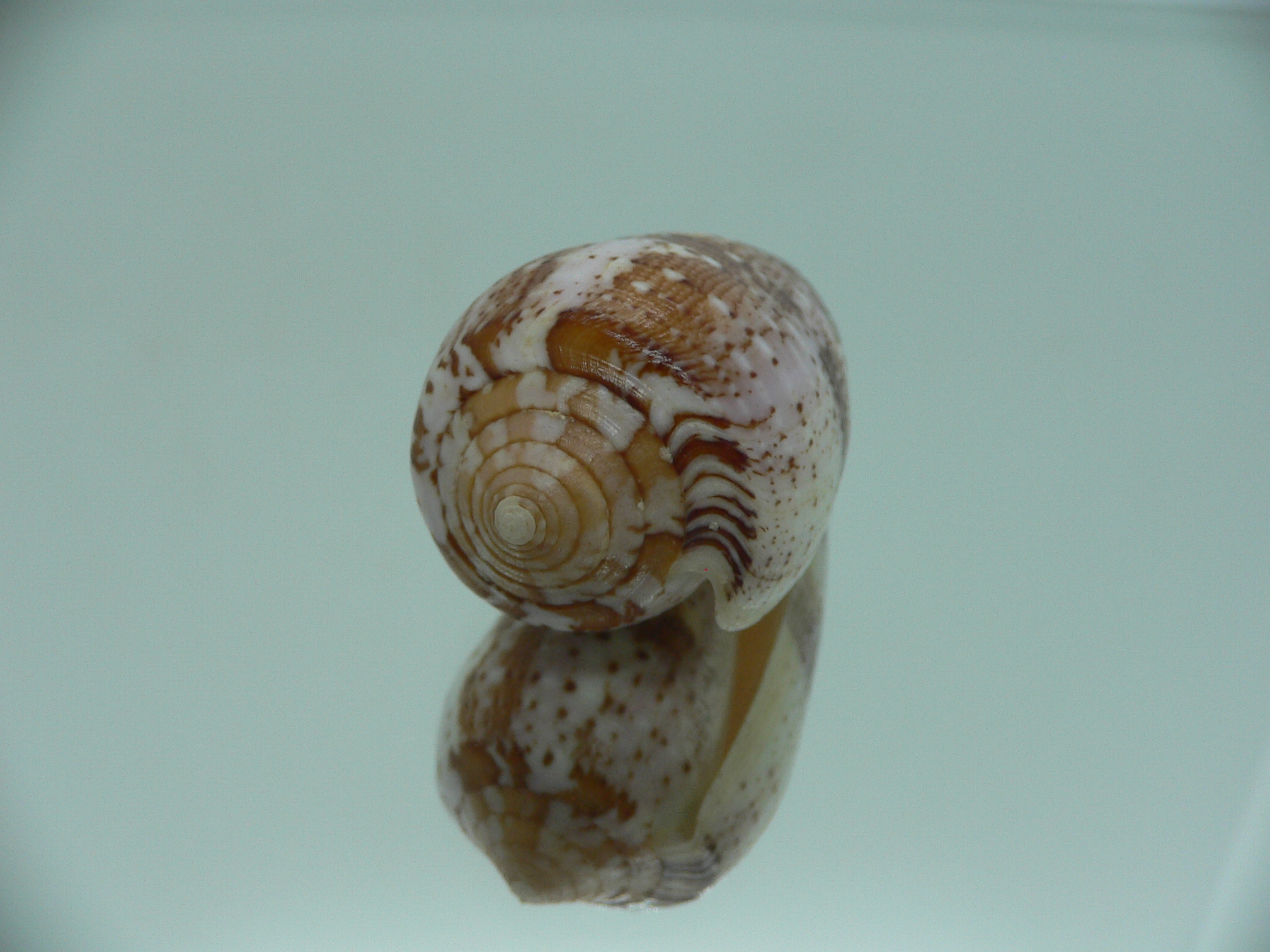 Conus floccatus