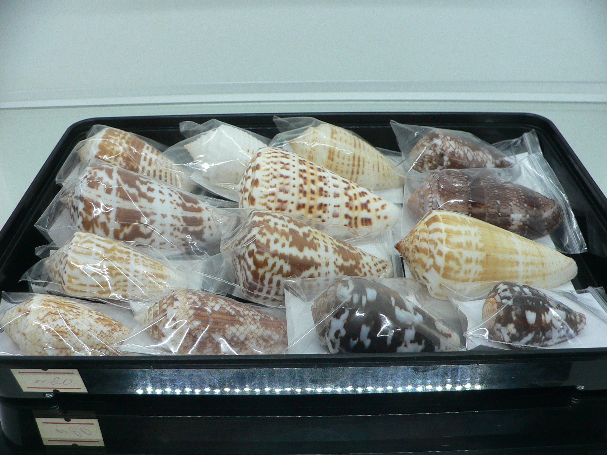 Conus floccatus