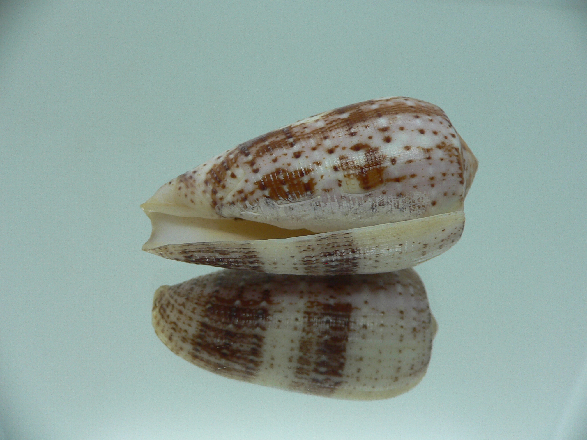 Conus floccatus