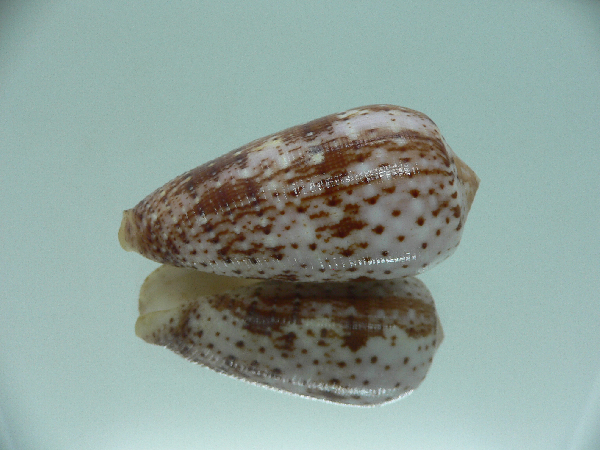 Conus floccatus