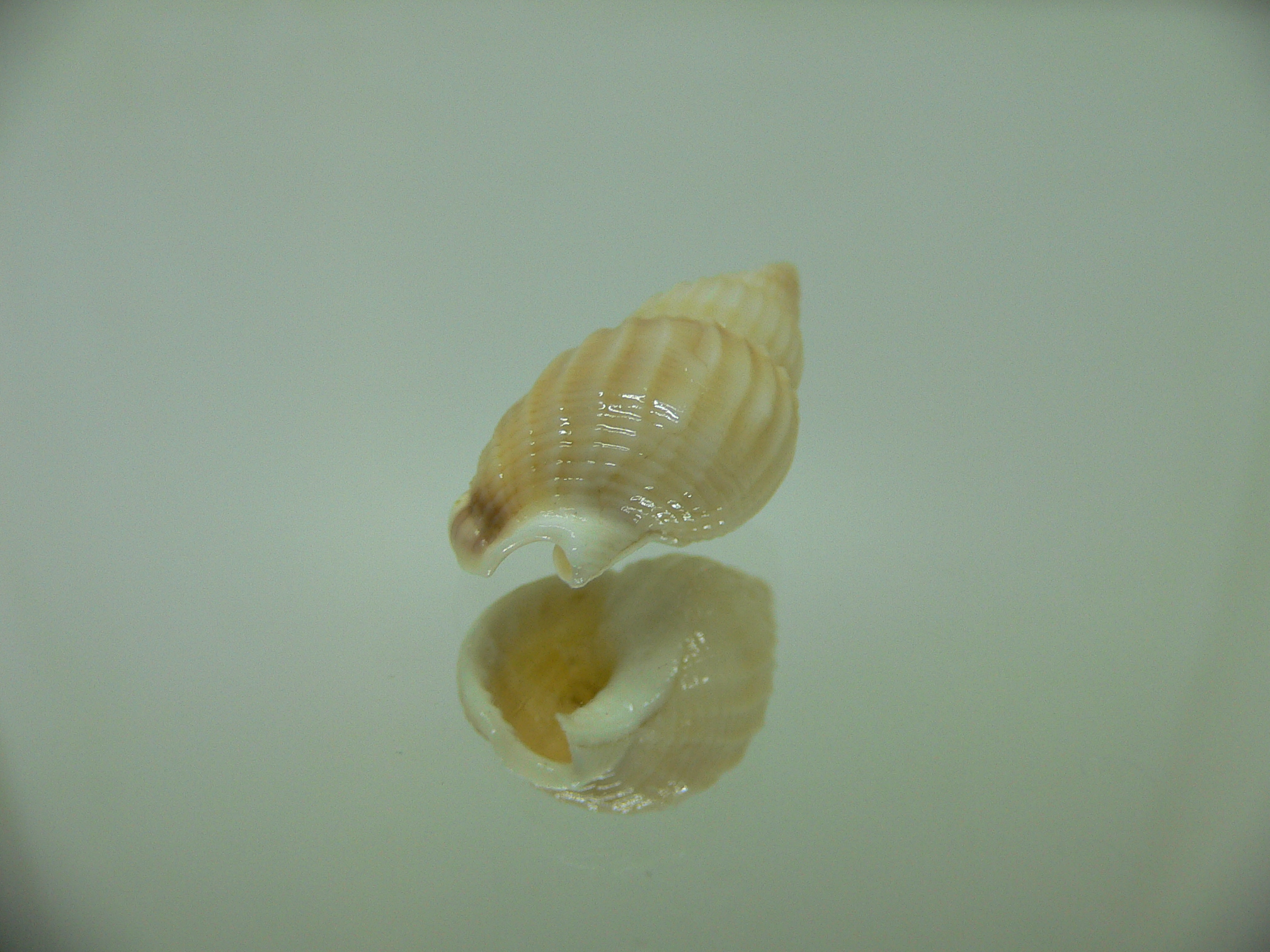 Nassarius variciferus ALBINO